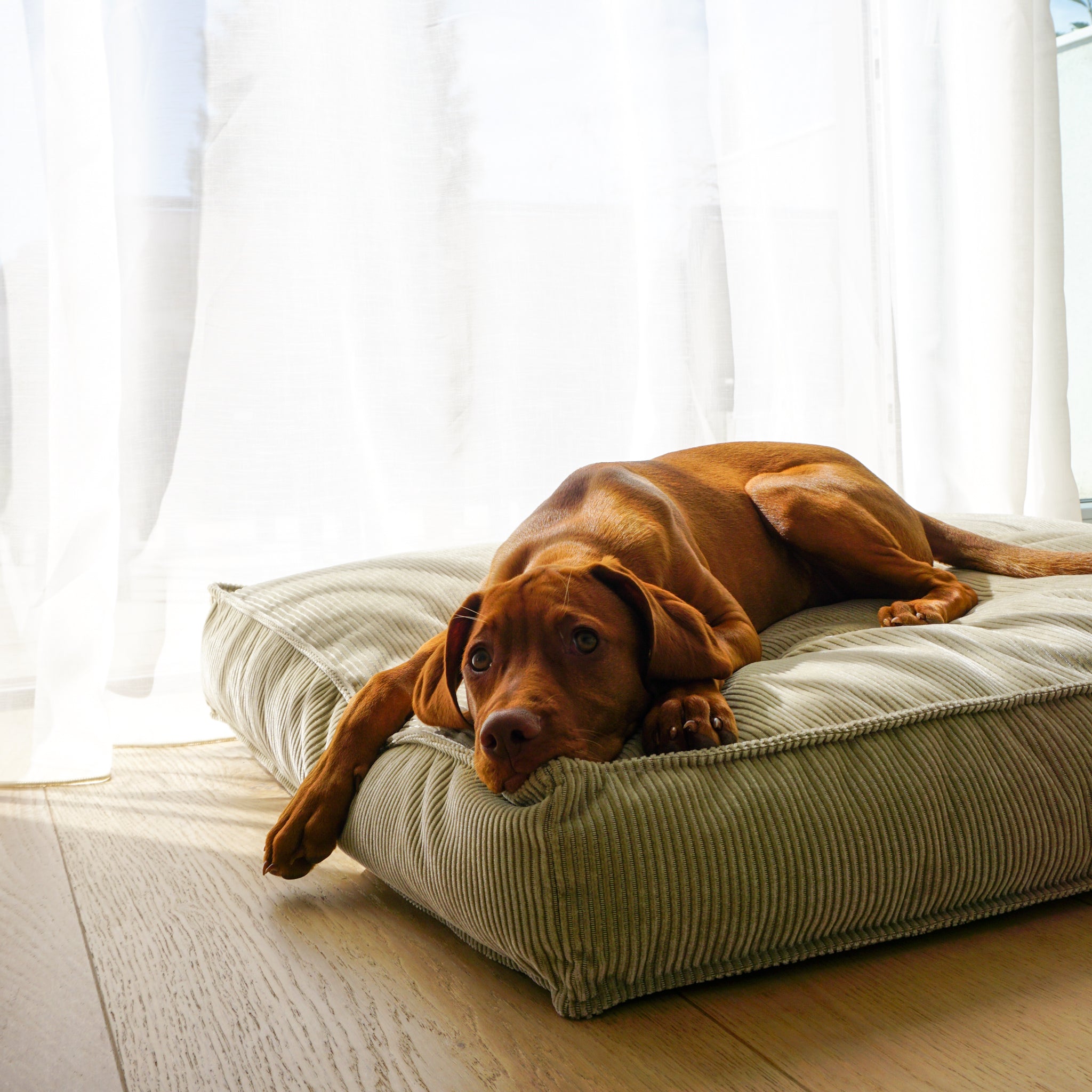 Buciano Hundekissen Leia Beige gemuetliches Hundebett aus Cord