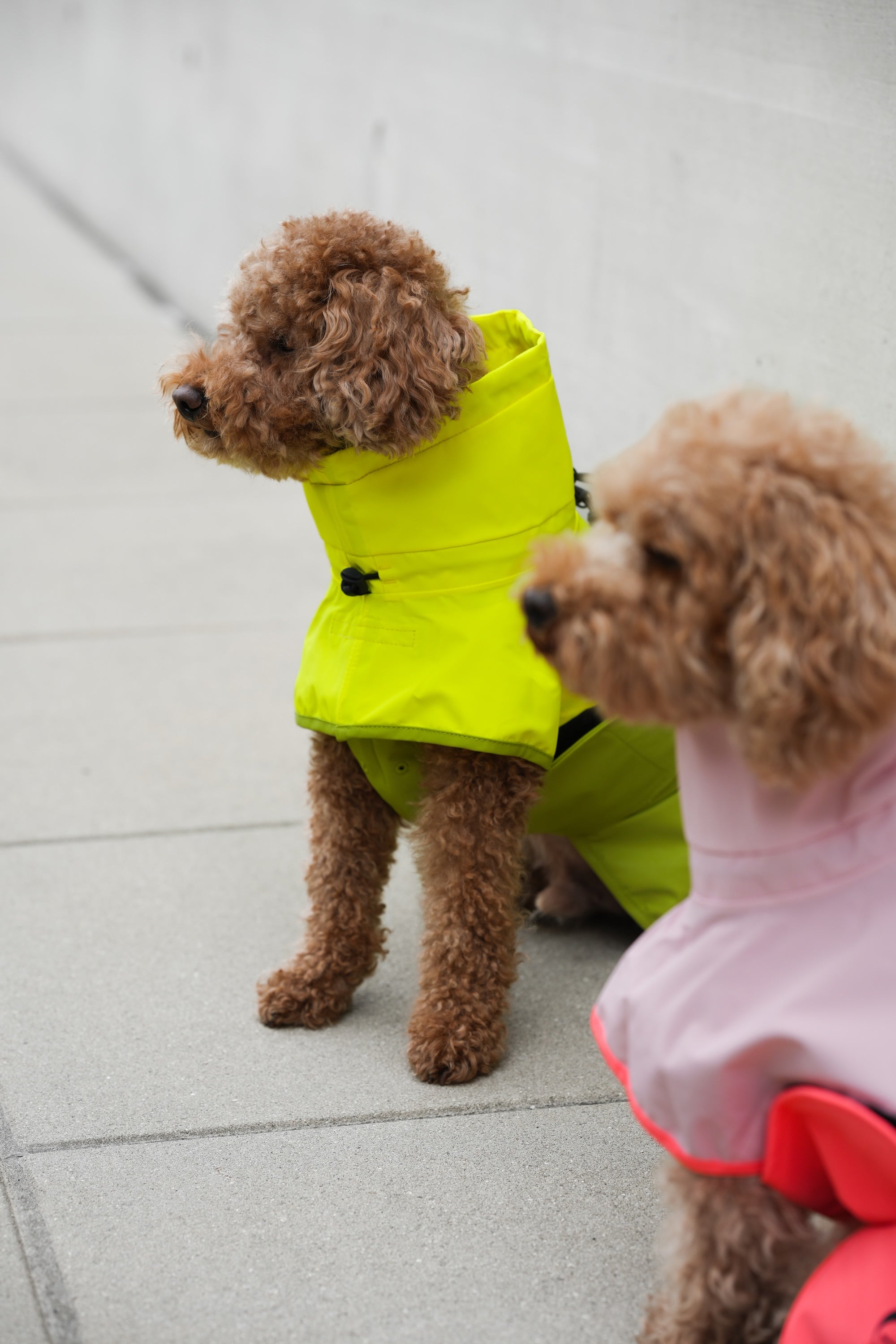 Cloud7 Hunderegenmantel Aktiv Neon Green Light Olive Hunderegenmantel reflektierend bunt