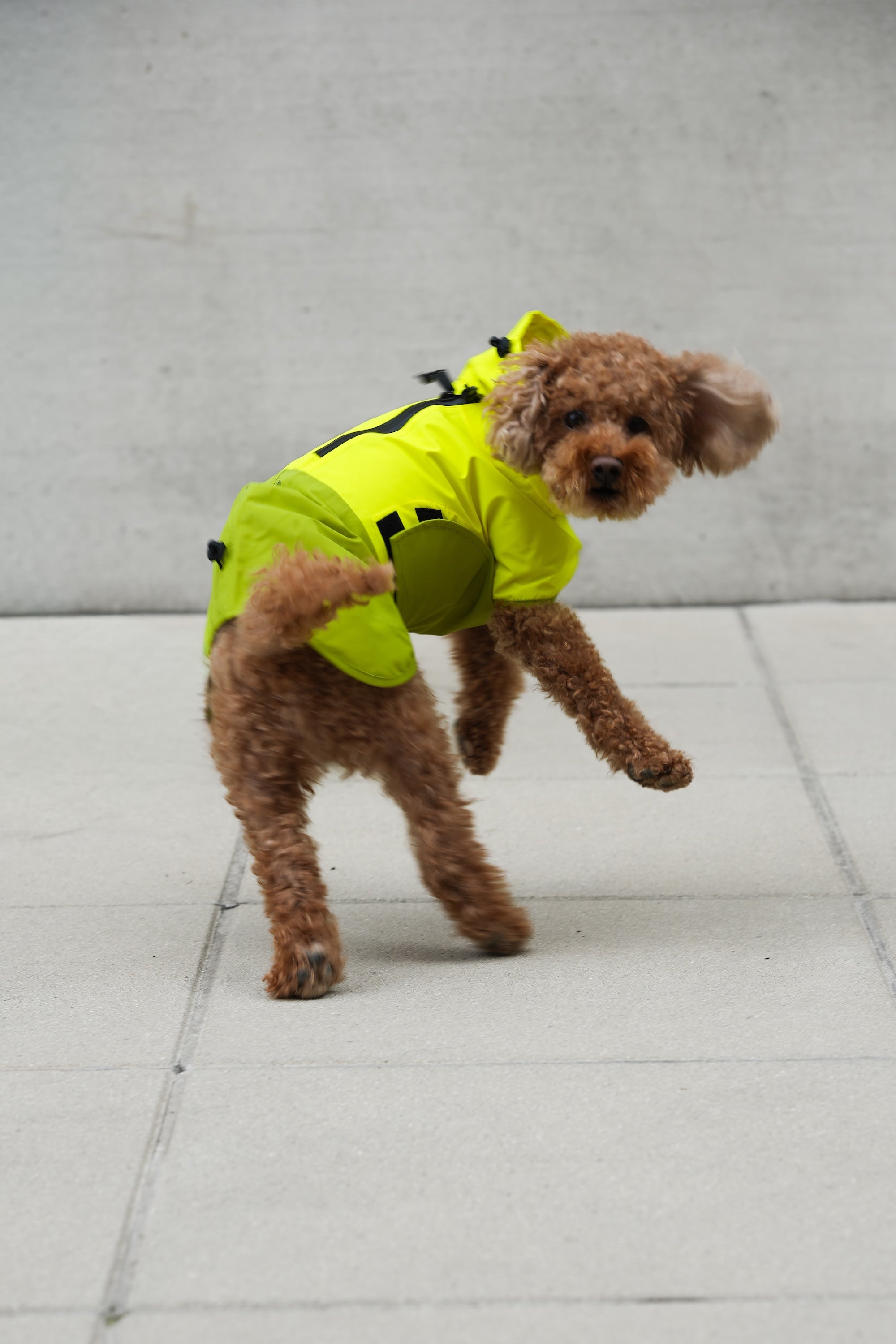 Cloud7 Hunderegenmantel Aktiv Neon Green Light Olive Hunderegenmantel waschbar reflektierend