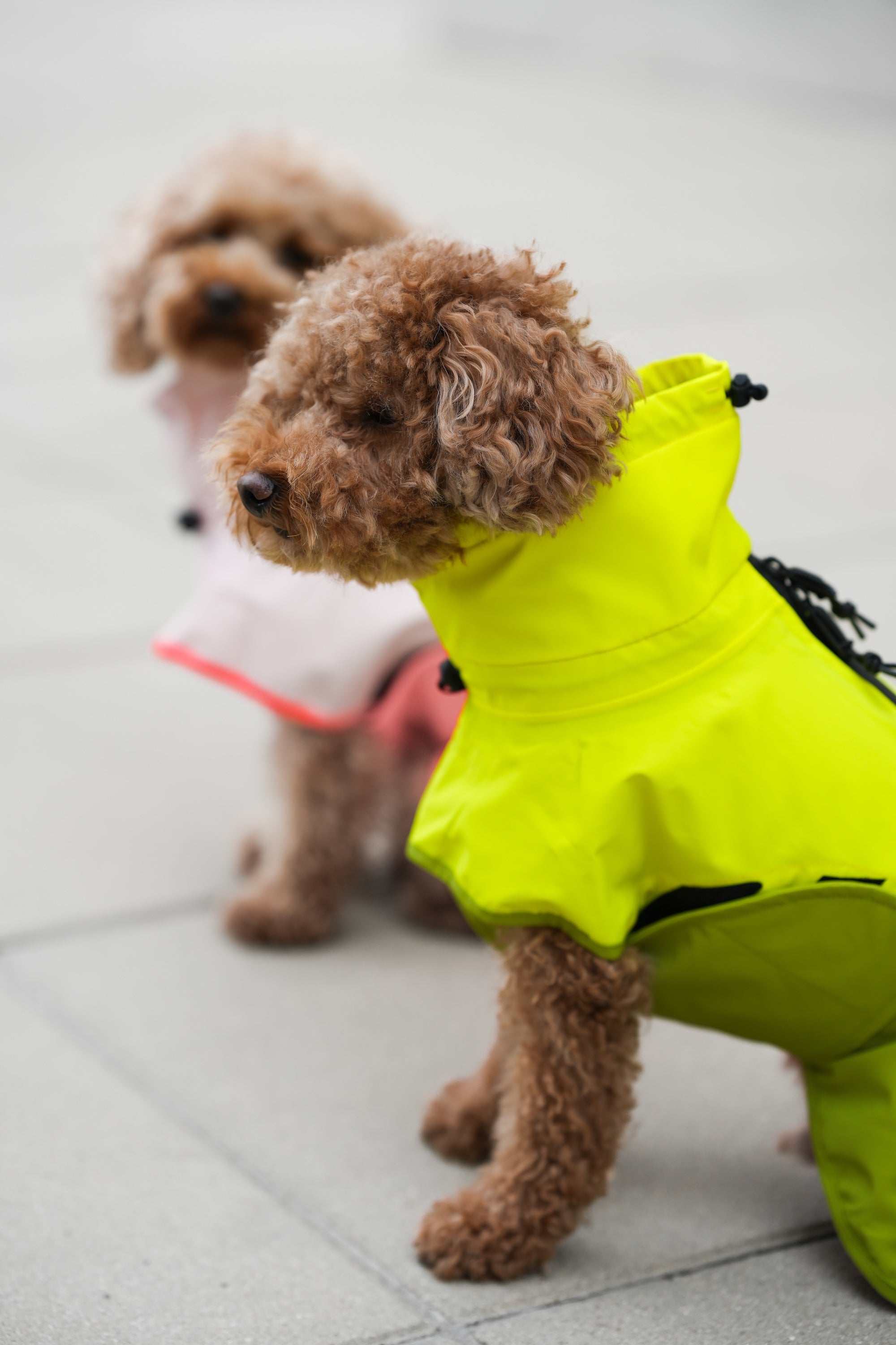 Cloud7 Hunderegenmantel Aktiv Neon Green Light Olive Hunderegenmantel Regenmantel Hund mit Geschirr