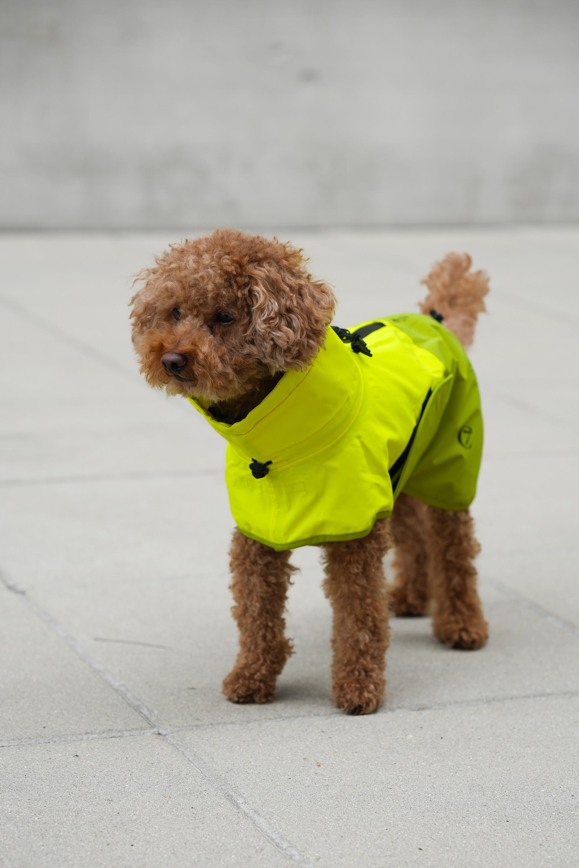 Cloud7 Hunderegenmantel Aktiv Neon Green Light Olive Hunderegenmantel Hunderegenjacke reflektierend