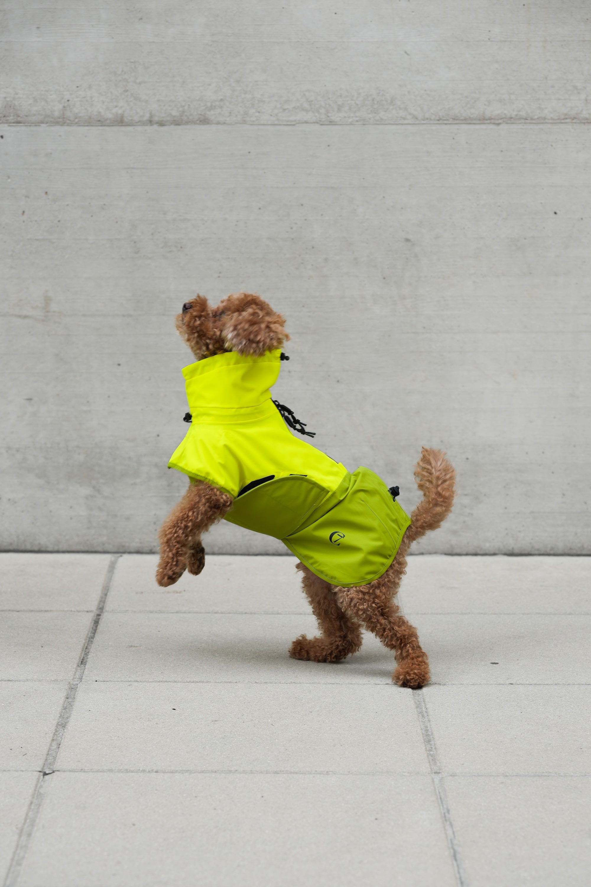 Cloud7 Hunderegenmantel Aktiv Neon Green Light Olive Regenmantel für Hunde reflektierend wasserabweisend