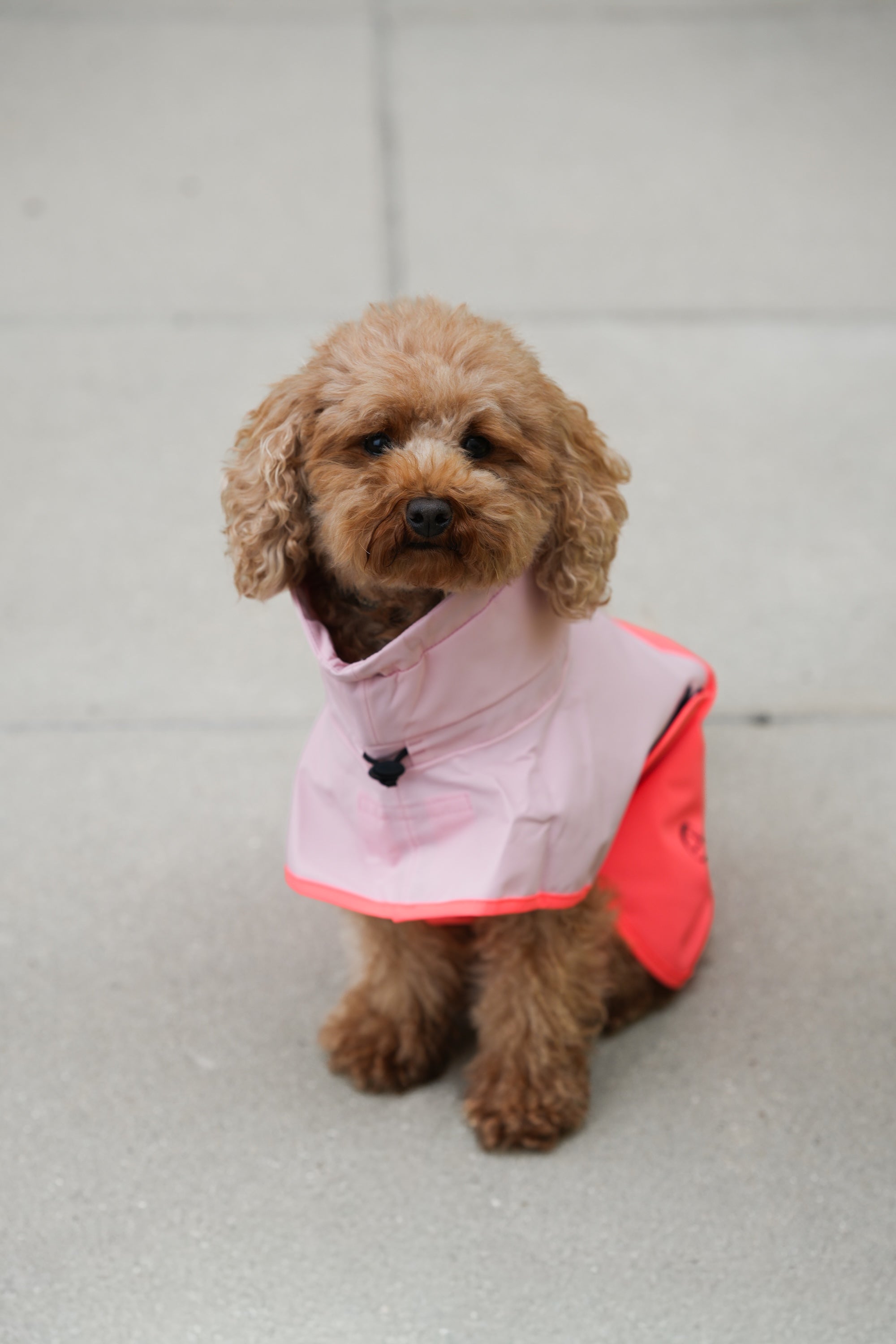 Cloud7 Hunderegenmantel Aktiv Peach Neon Pink Hunderegenmantel Regenmantel Hund wasserabweisend