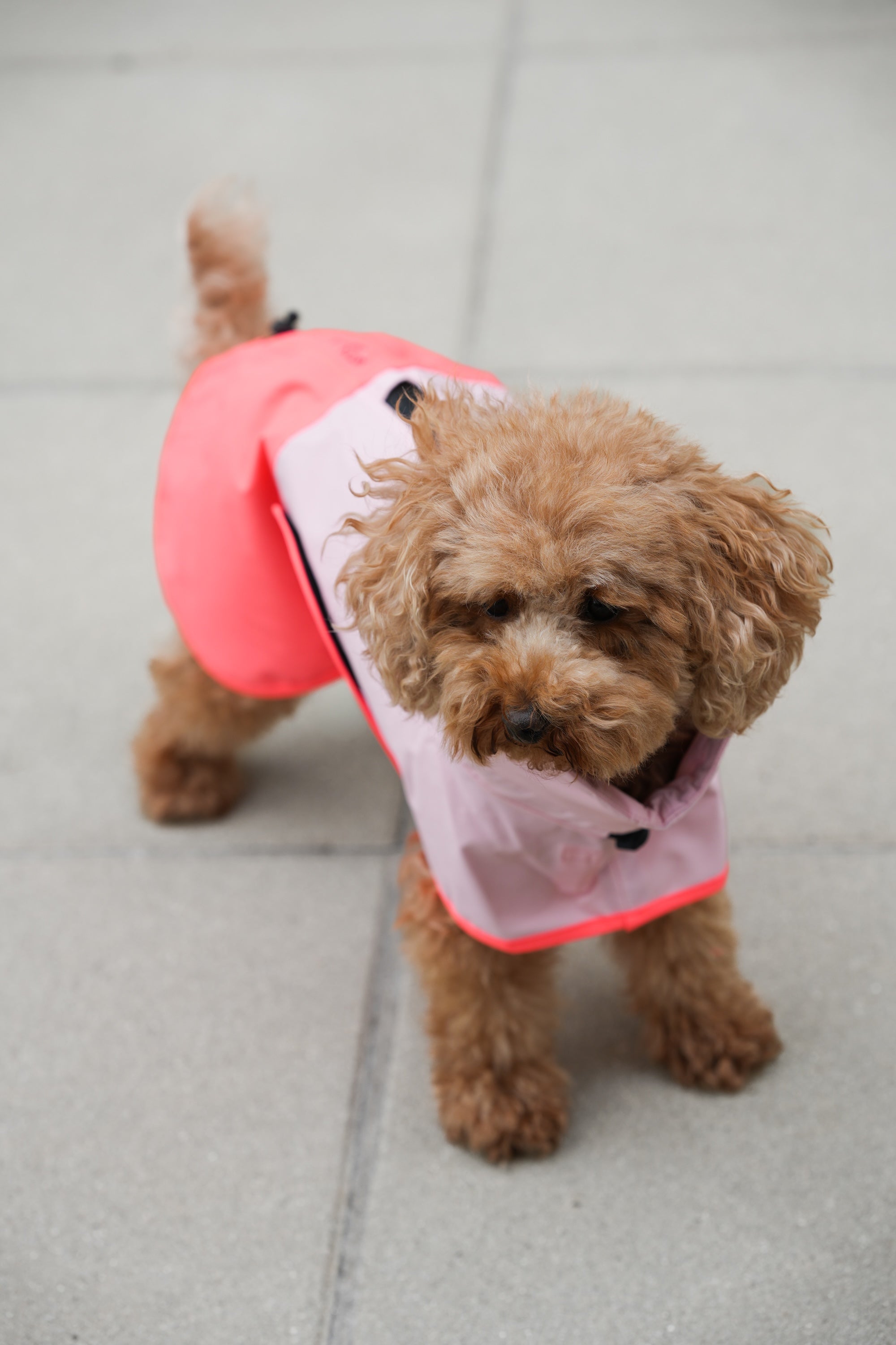 Cloud7 Hunderegenmantel Aktiv Peach Neon Pink Hunderegenmantel Hunderegenjacke reflektierend