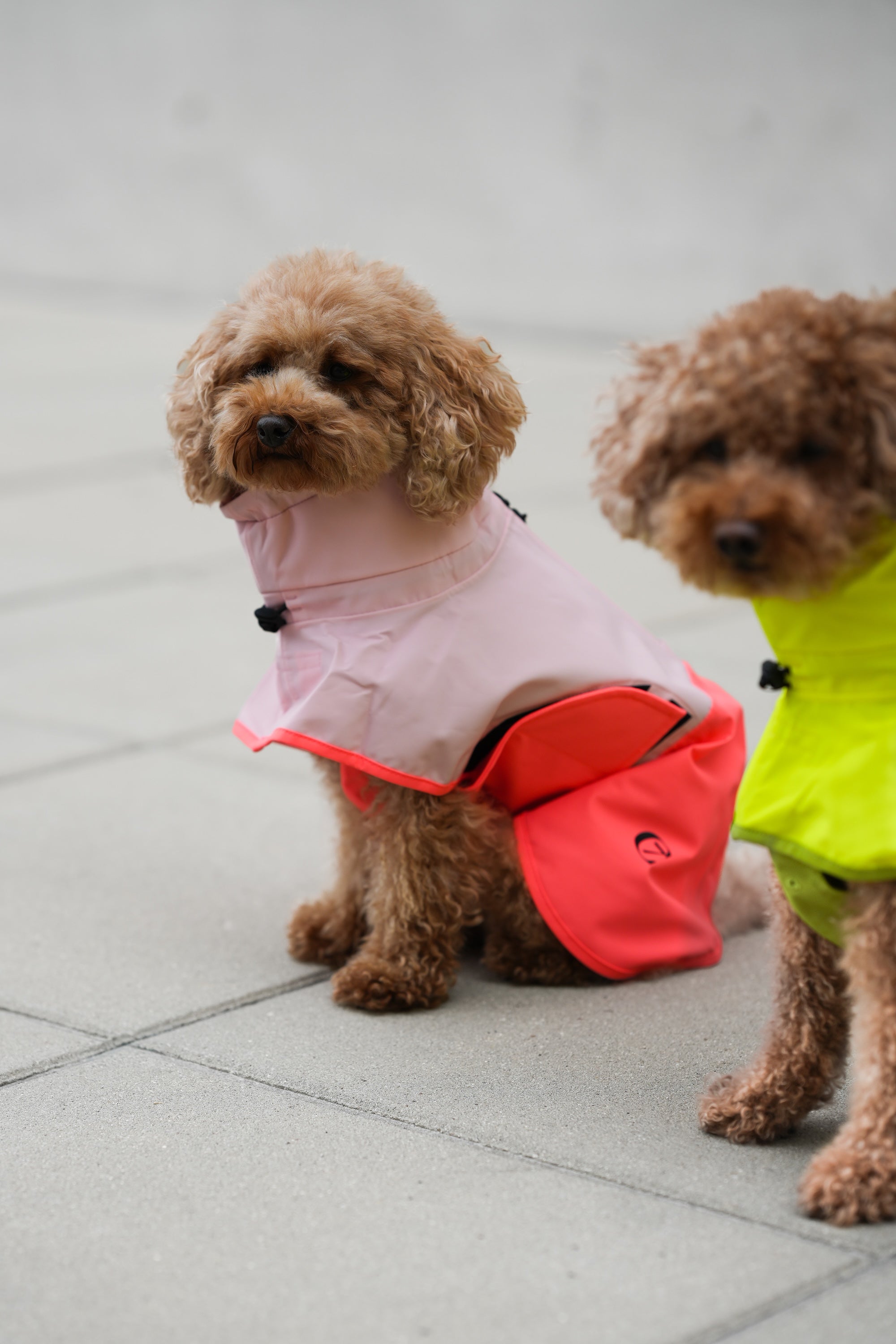 Cloud7 Hunderegenmantel Aktiv Peach Neon Pink Hunderegenmantel Regenmantel Hund mit Geschirr