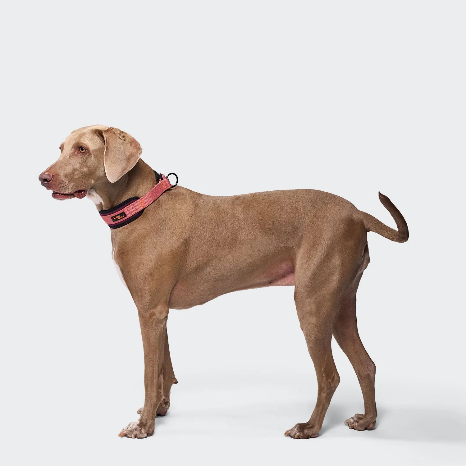 Cloud7 C-1 Zugstopp Halsband AKTIV Softshell Aubergine/Soft Rose Hundehalsband