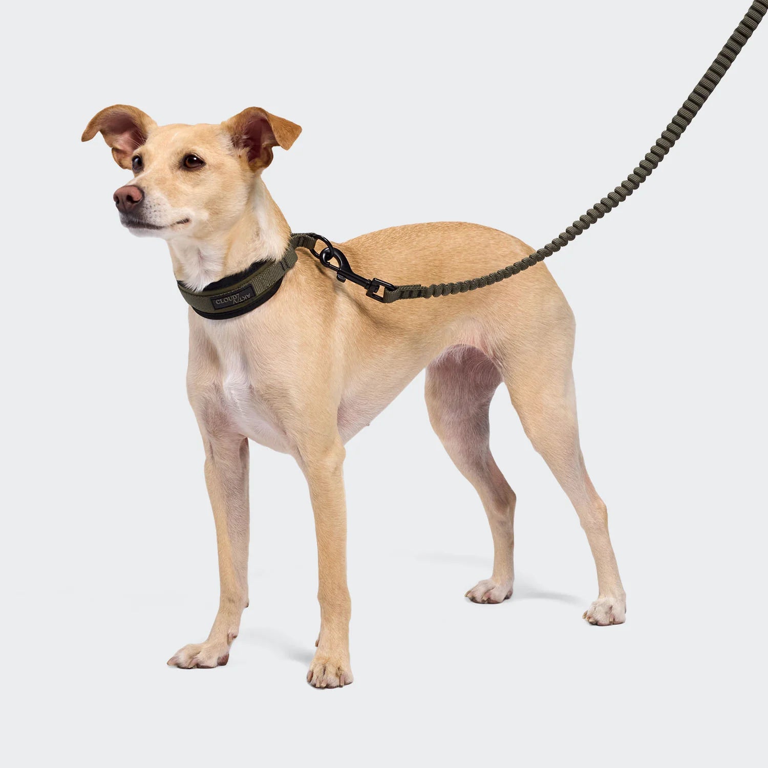Cloud7 C-1 Zugstopp Halsband AKTIV Softshell Olive Hundehalsband Welpen
