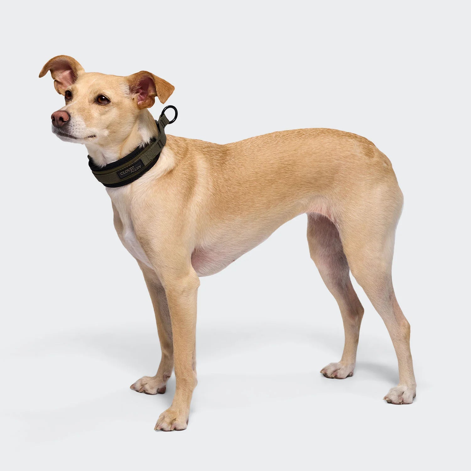 Cloud7 C-1 Zugstopp Halsband AKTIV Softshell Olive Hundehalsband
