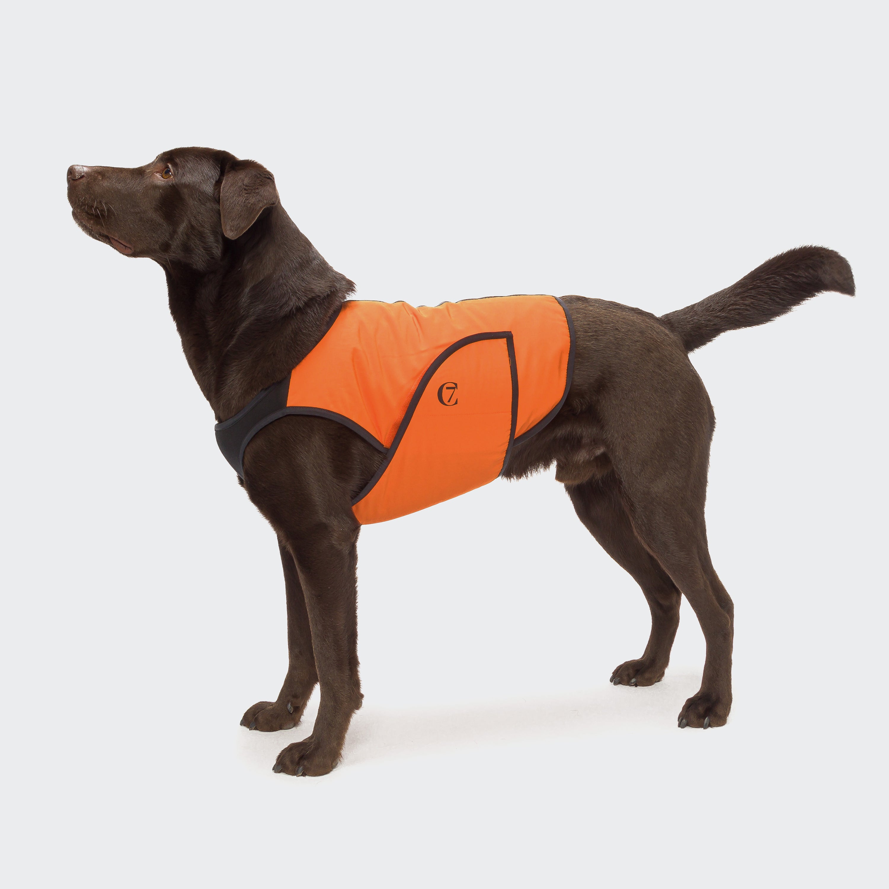Cloud7 Hunde Kuehlweste Iceland Neonorange orangene Kuehlweste fuer Hunde