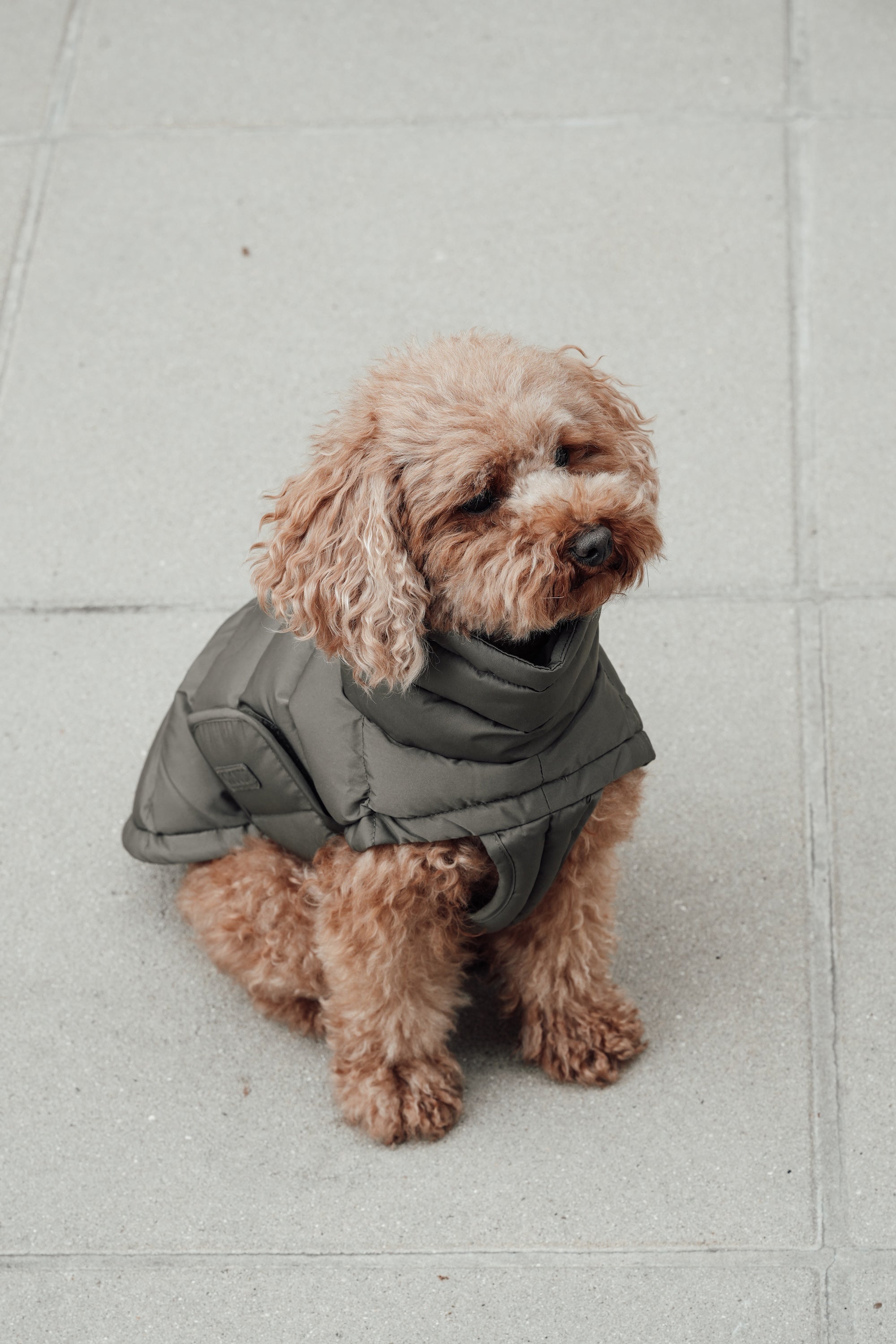 Cloud7 Hundemantel Alaska Light Olive Hundemantel Daunenmantel für Hunde