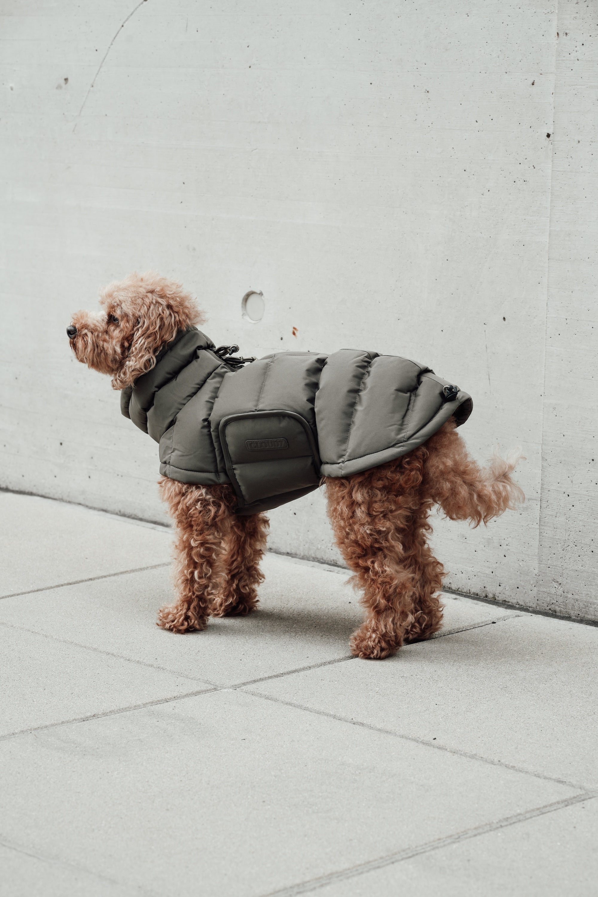 Cloud7 Hundemantel Alaska Light Olive Hundemantel Hundewintermantel wasserdicht