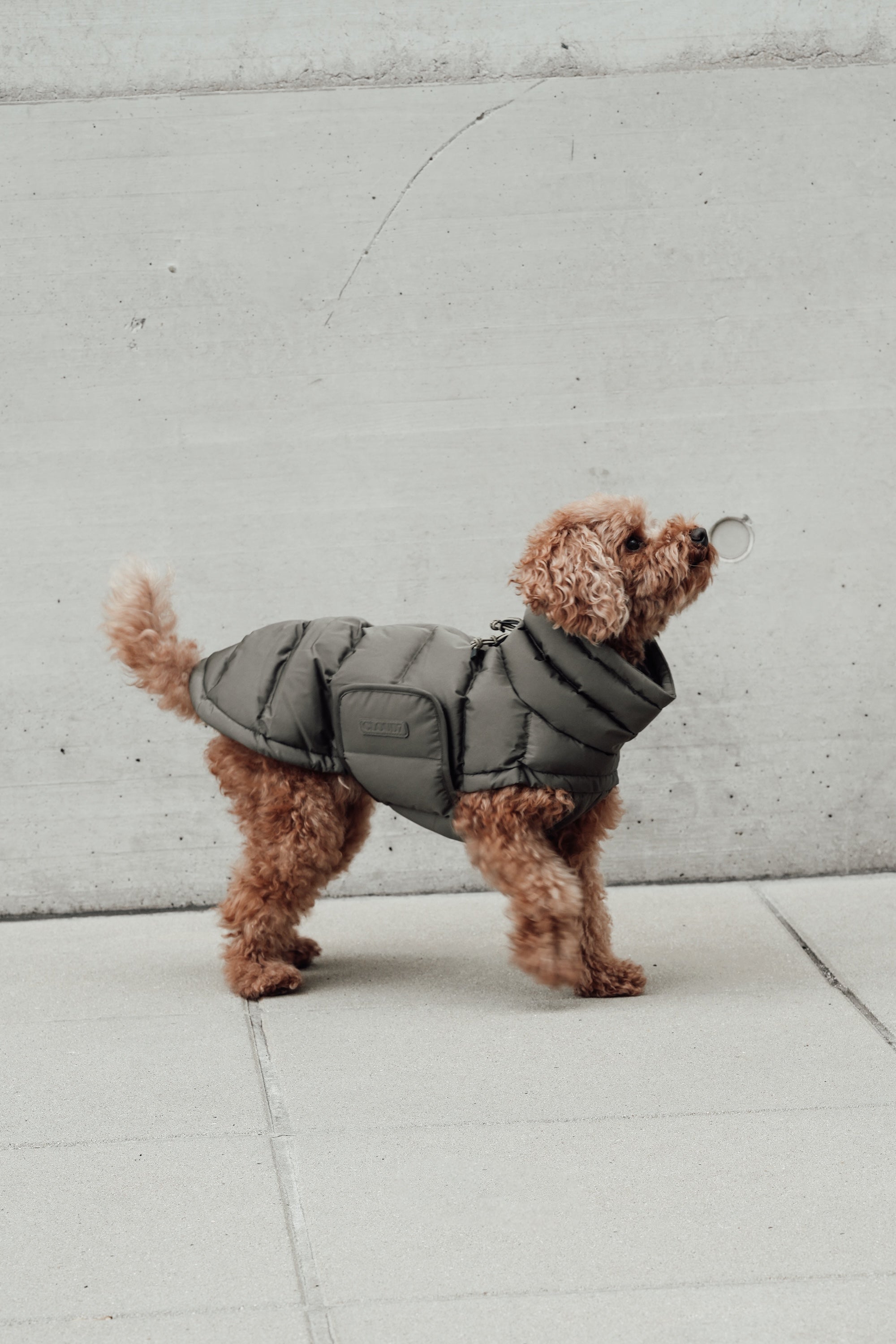 Cloud7 Hundemantel Alaska Light Olive Hundemantel Hundewintermantel Outdoor