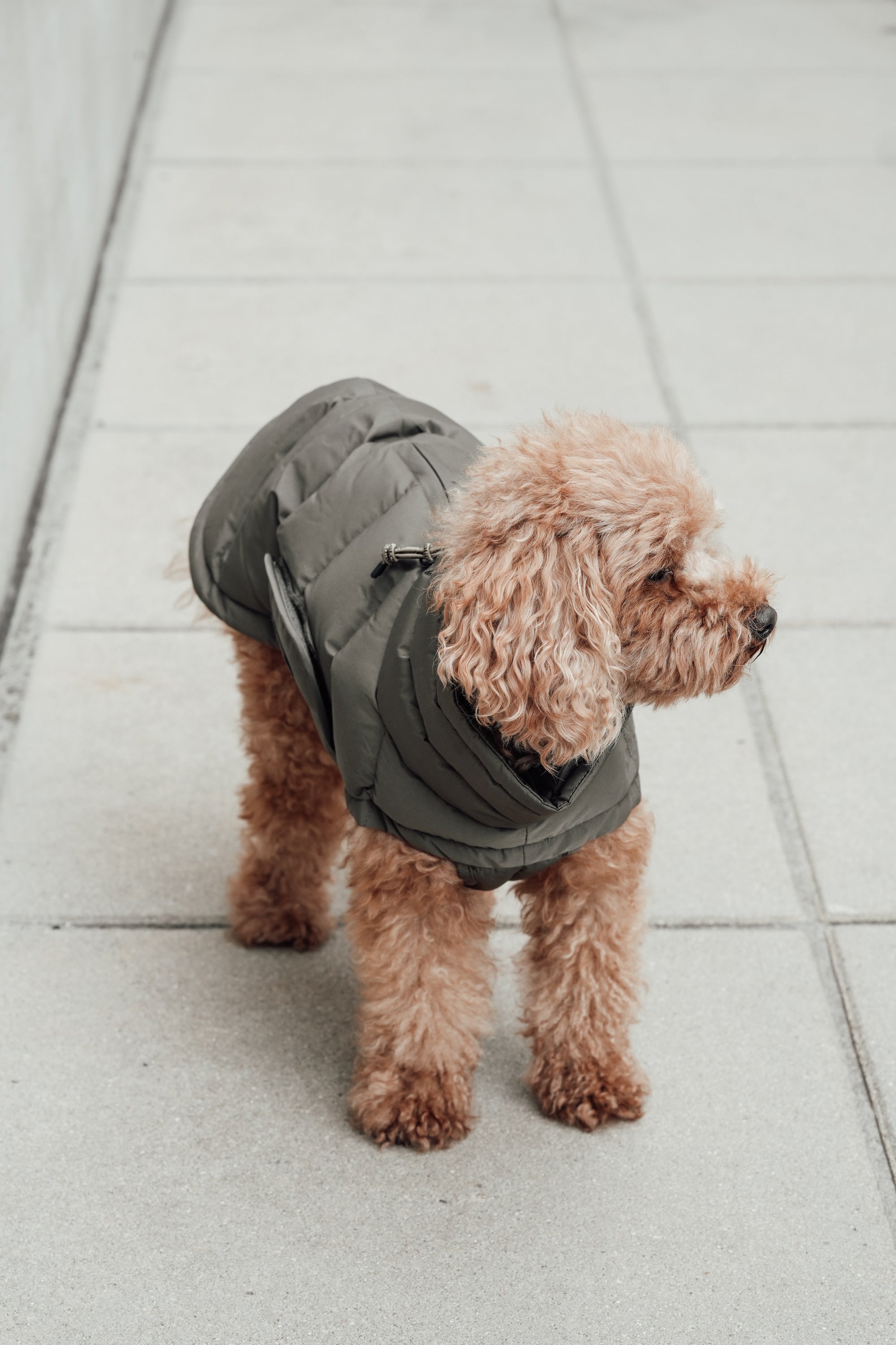 Cloud7 Hundemantel Alaska Light Olive Hundemantel Wintermantel für Hunde wasserdicht