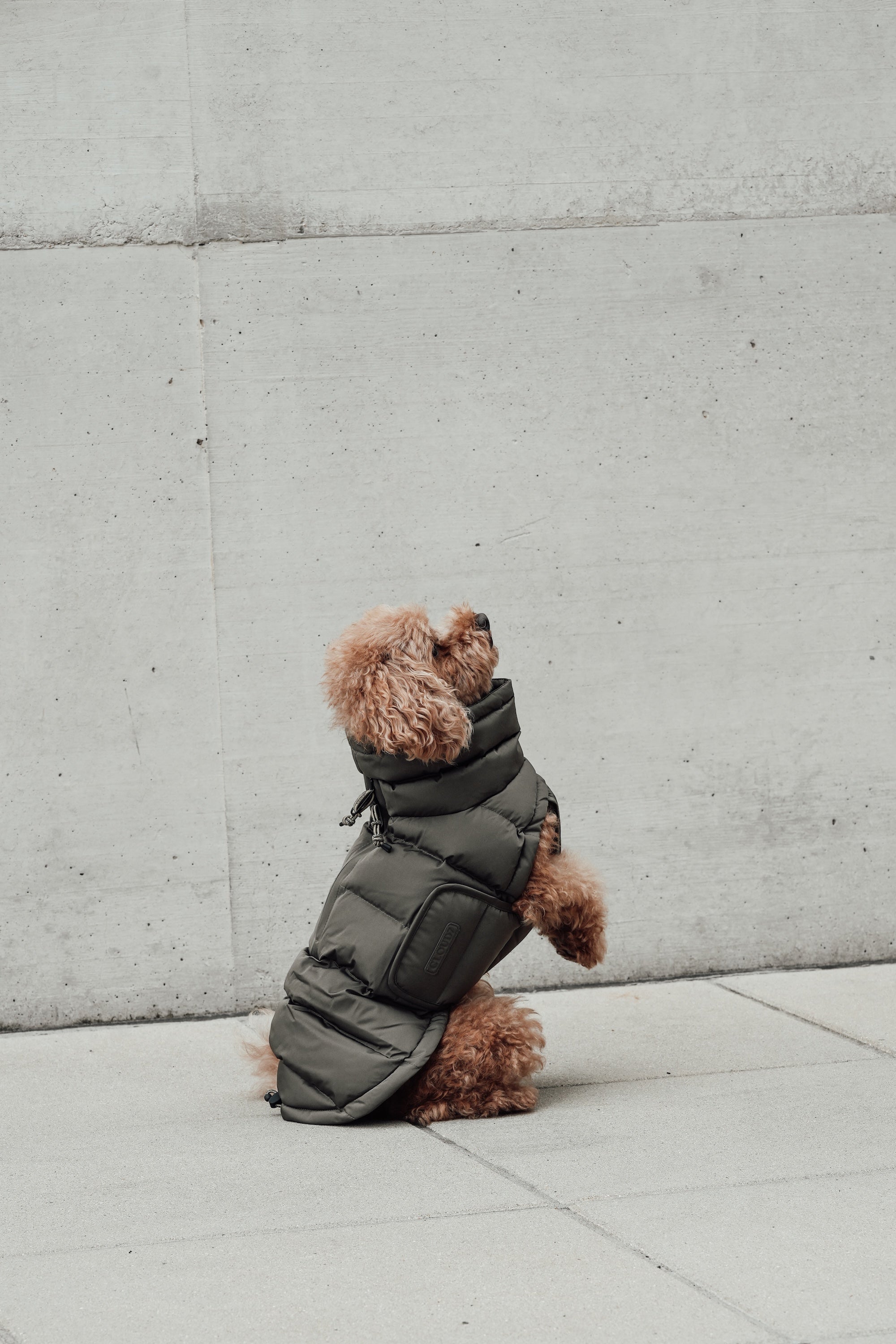 Cloud7 Hundemantel Alaska Light Olive Hundemantel Wintermantel für Hunde Bauchschutz