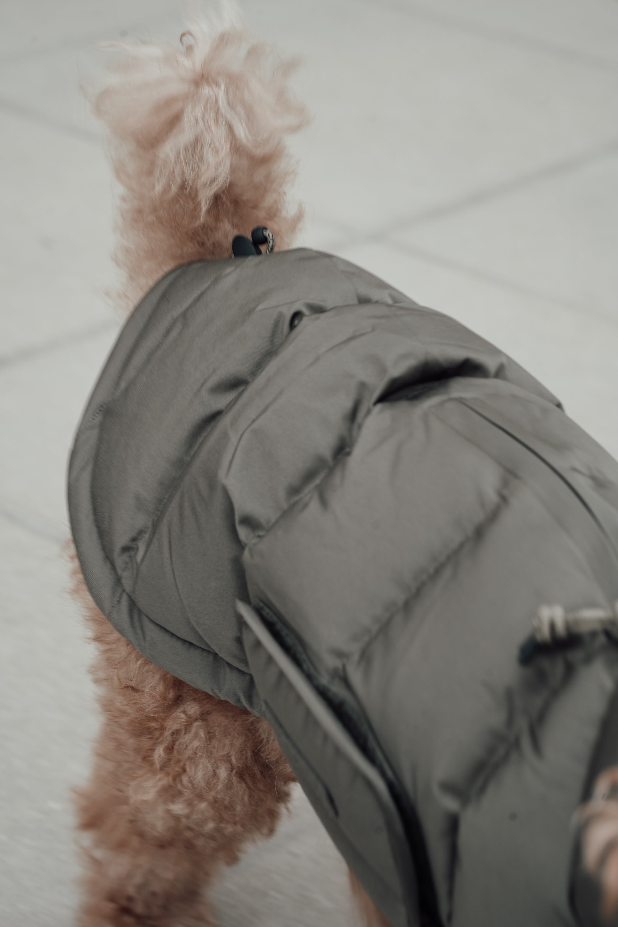 Cloud7 Hundemantel Alaska Light Olive Hundemantel Wintermantel für Hunde Daunen