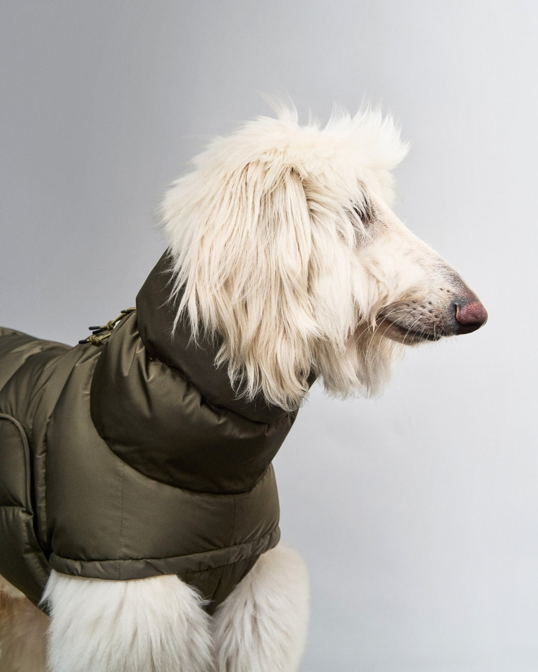 Cloud7 Hundemantel Alaska Light Olive Wintermantel für Hunde wasserdicht Hundejacke wasserdicht