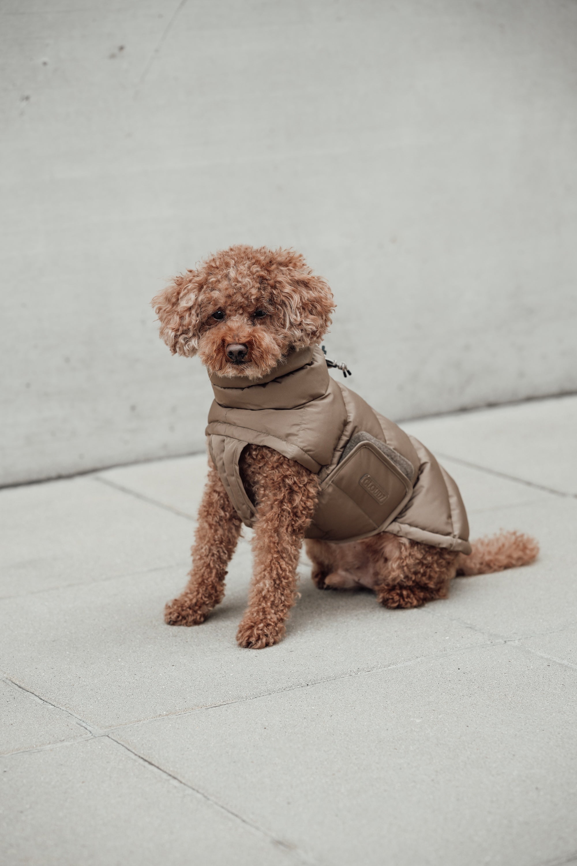 Cloud7 Hundemantel Alaska Sandy Brown Hundemantel für Dackel