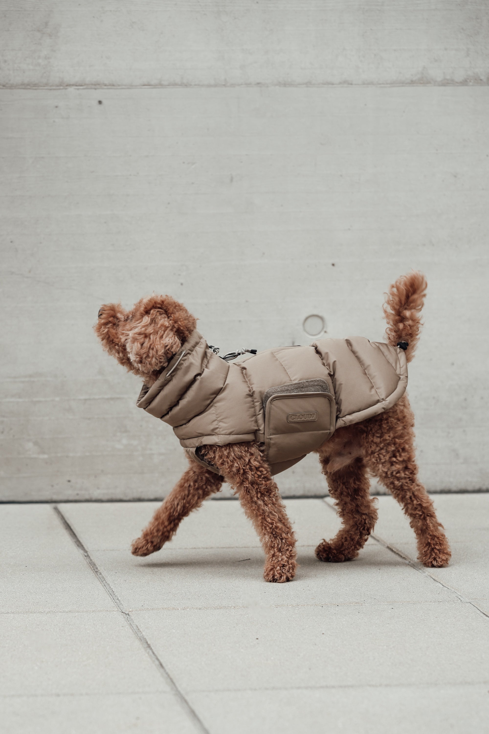 Cloud7 Hundemantel Alaska Sandy Brown Hundemantel Wintermantel Dackel Bauchschutz