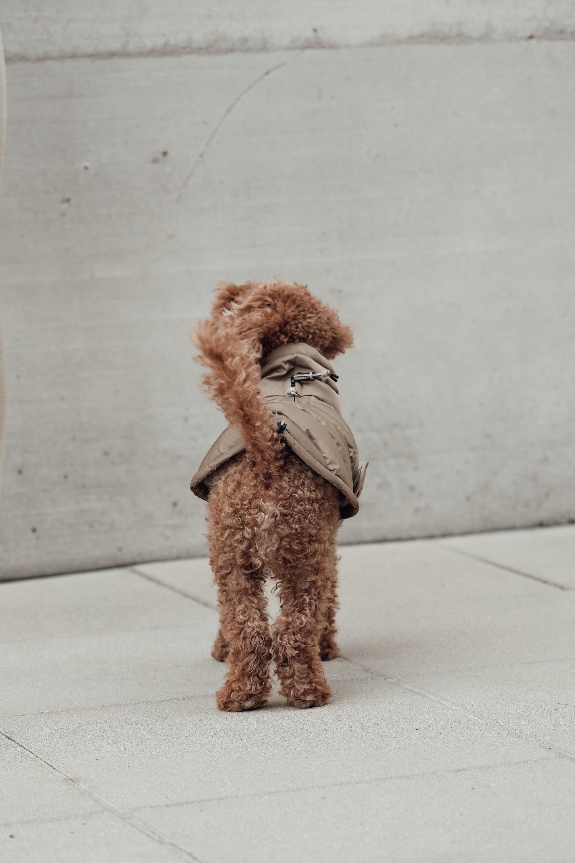 Cloud7 Hundemantel Alaska Sandy Brown Hundemantel Dackelmantel Winter Bauchschutz