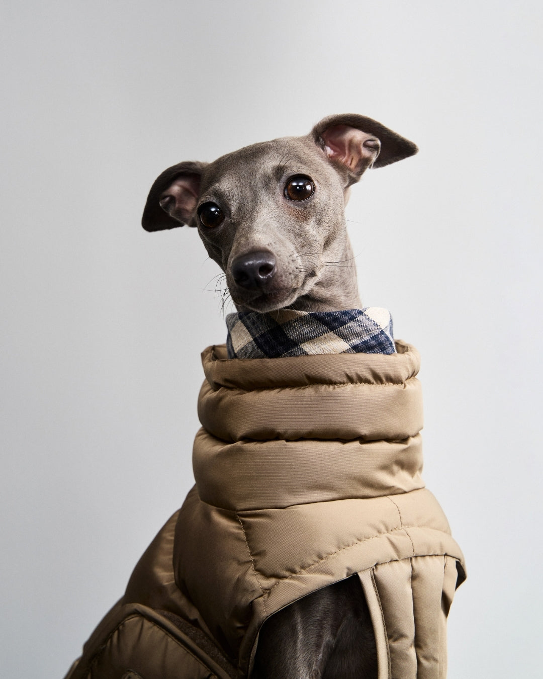 Cloud7 Hundemantel Alaska Sandy Brown Hundewintermantel