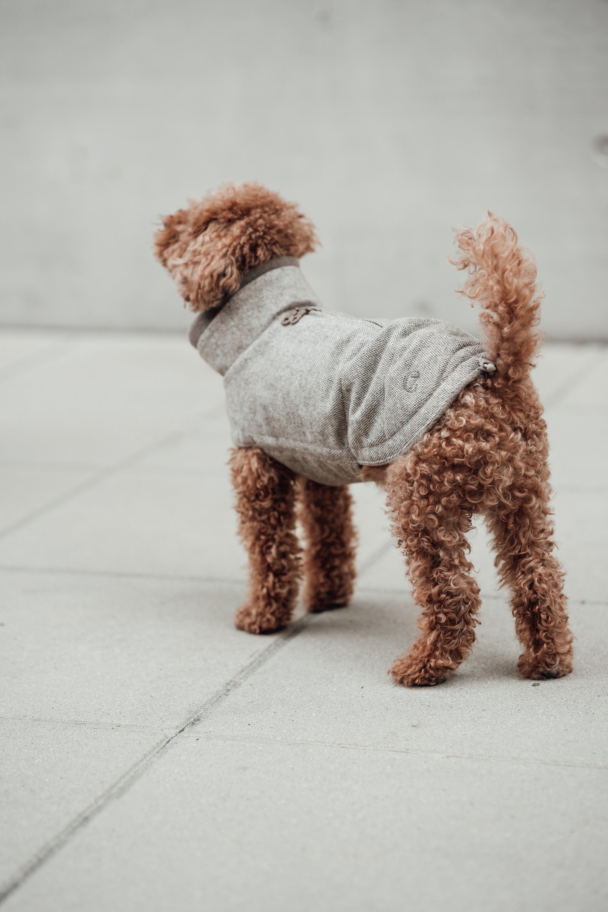 Cloud7 Hundemantel Brooklyn Tweed Beige LEVEY Hundemantel Outdoor wasserdicht