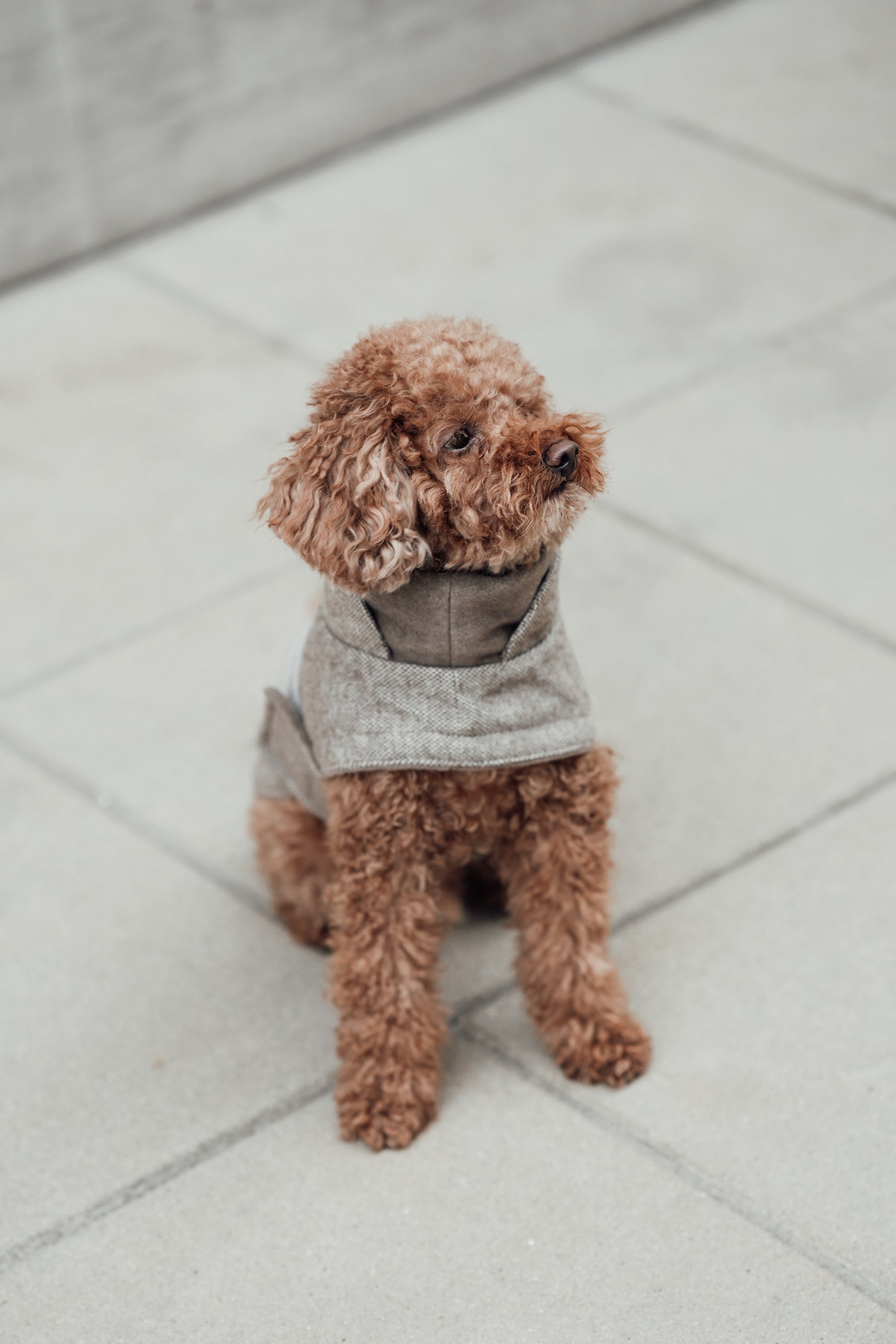 Cloud7 Hundemantel Brooklyn Tweed Beige LEVEY Hundemantel aus Wolle