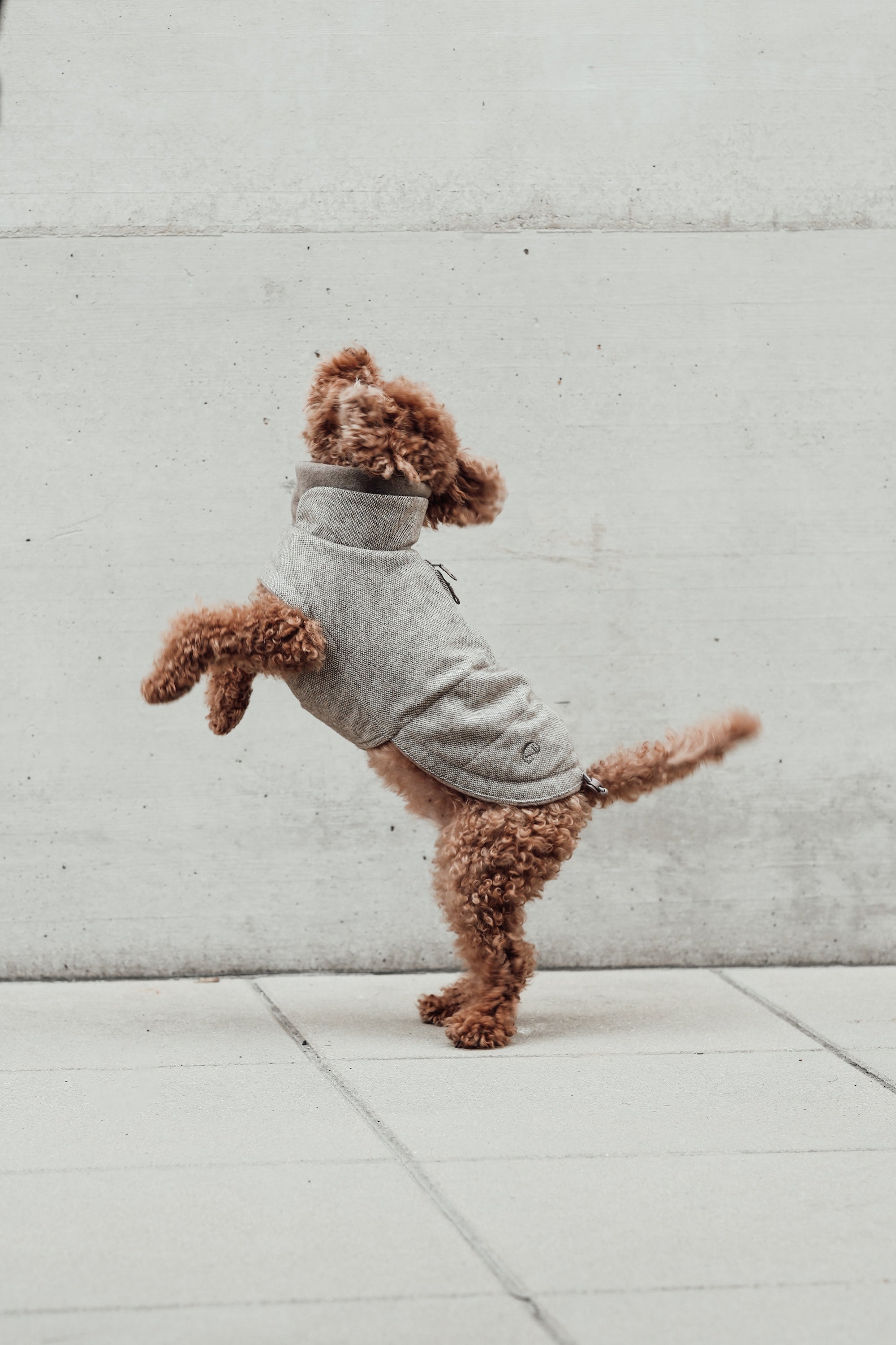 Cloud7 Hundemantel Brooklyn Tweed Beige LEVEY Hundemantel im Winter