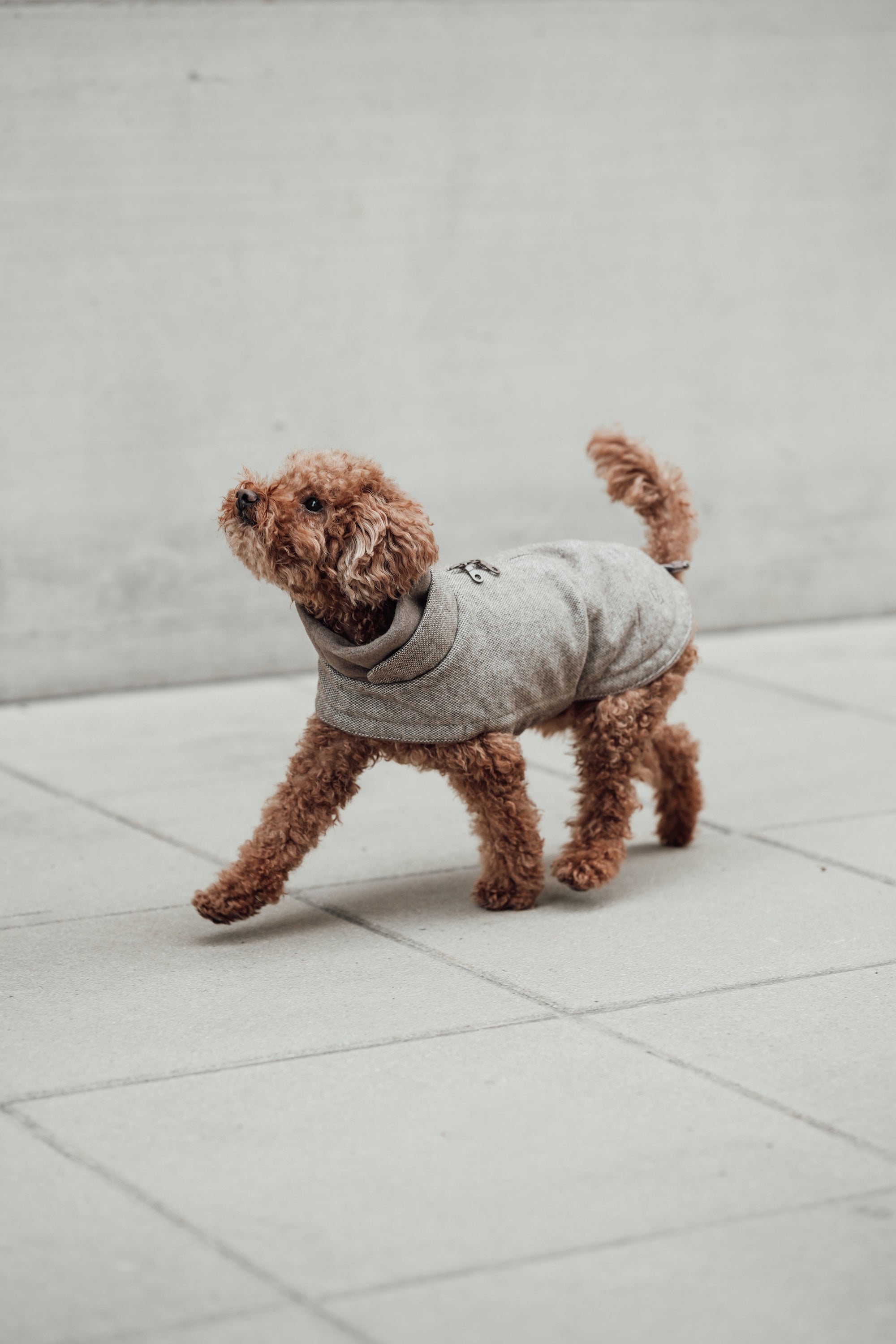 Cloud7 Hundemantel Brooklyn Tweed Beige LEVEY Hundemantel warm Winter