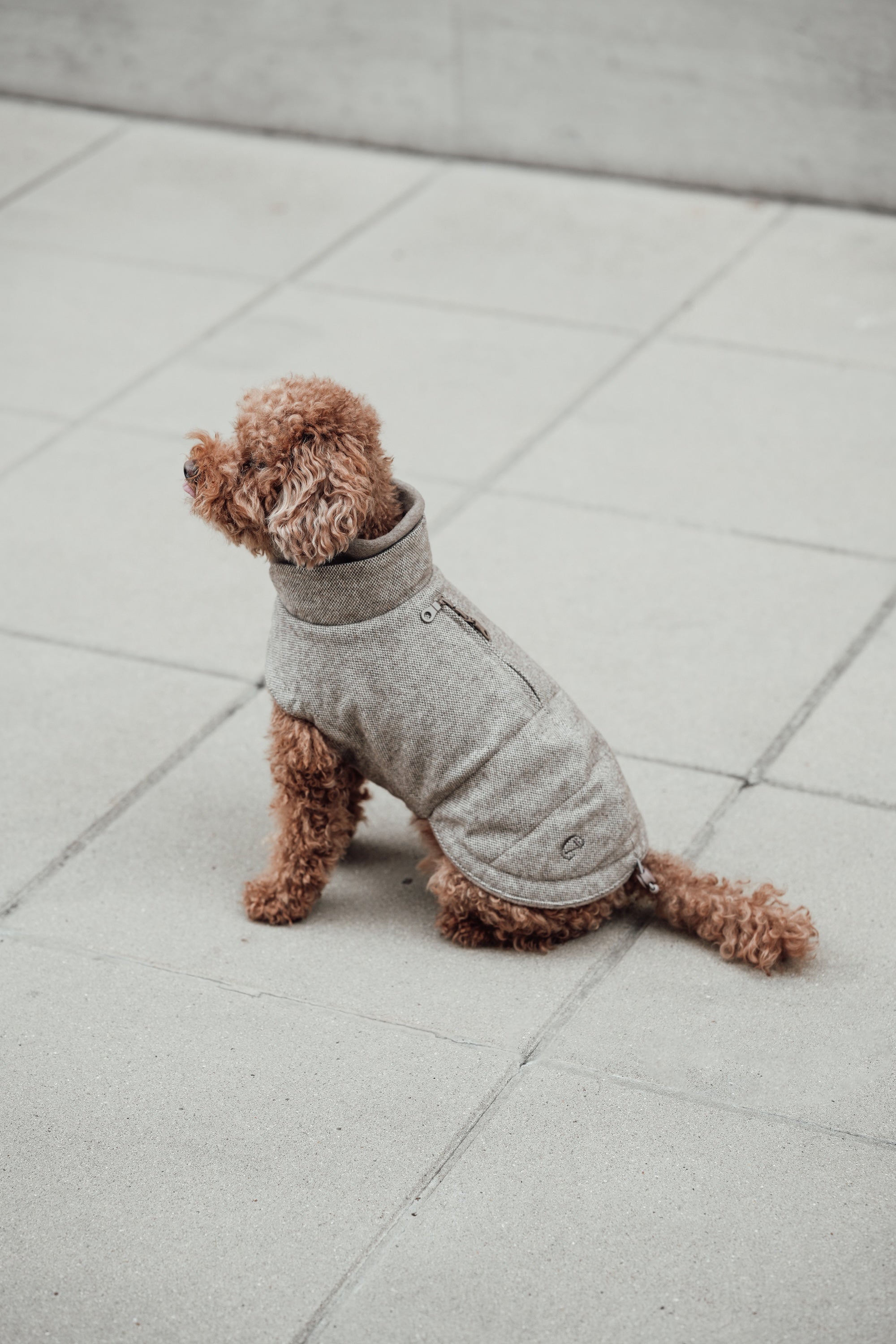 Cloud7 Hundemantel Brooklyn Tweed Beige LEVEY Hundemantel warm