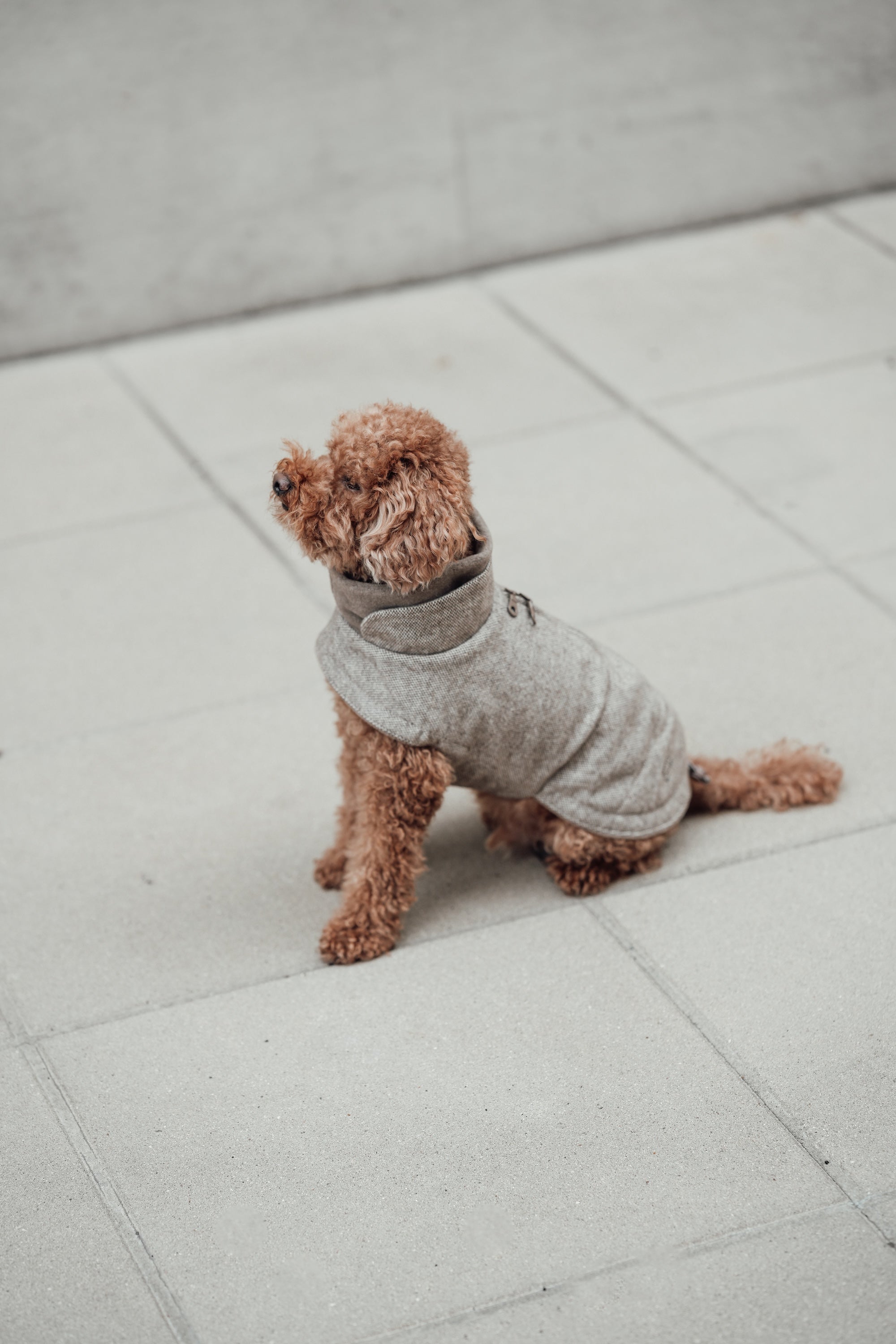 Cloud7 Hundemantel Brooklyn Tweed Beige LEVEY Hundepullover Hundemantel