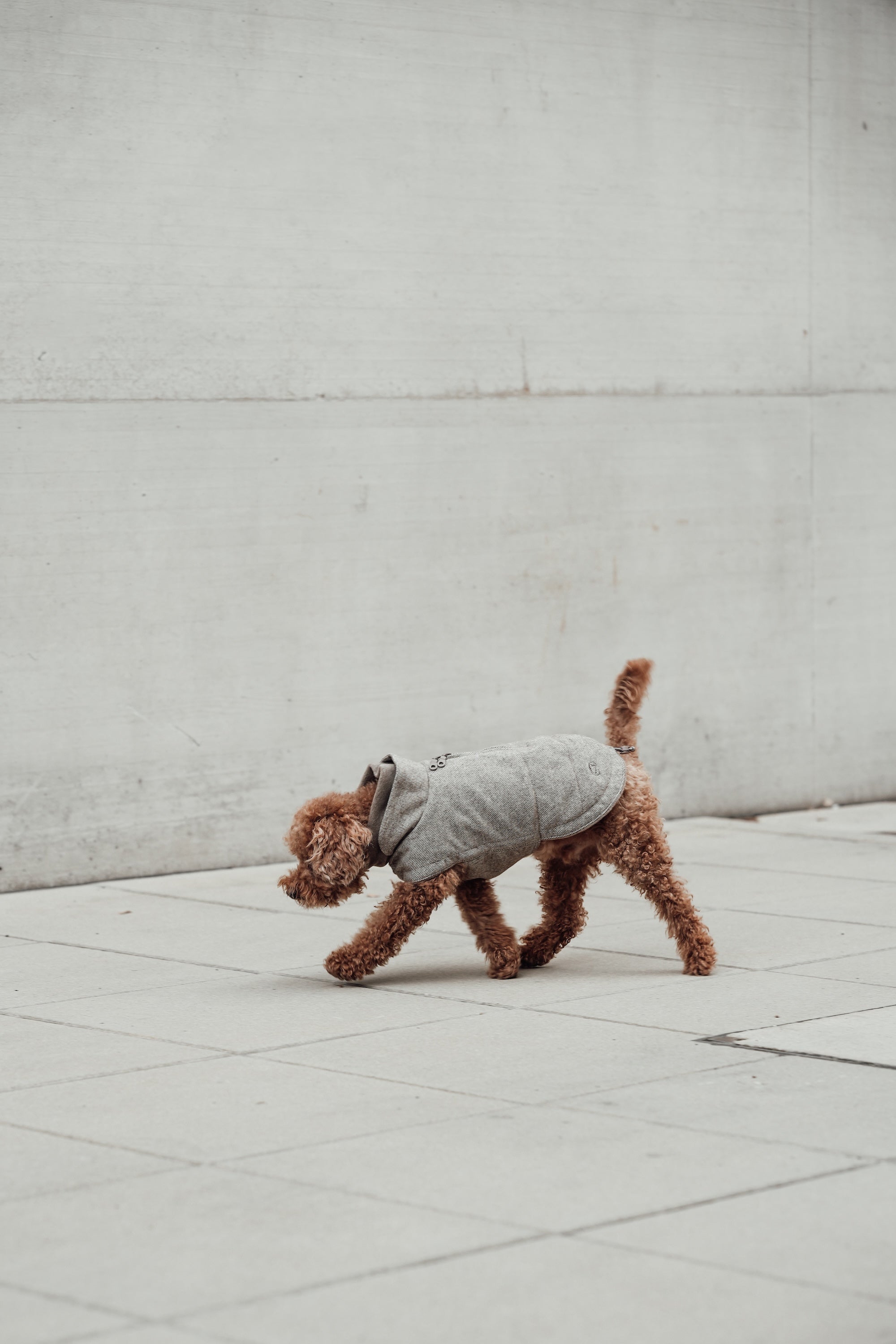 Cloud7 Hundemantel Brooklyn Tweed Beige LEVEY Hundewintermantel