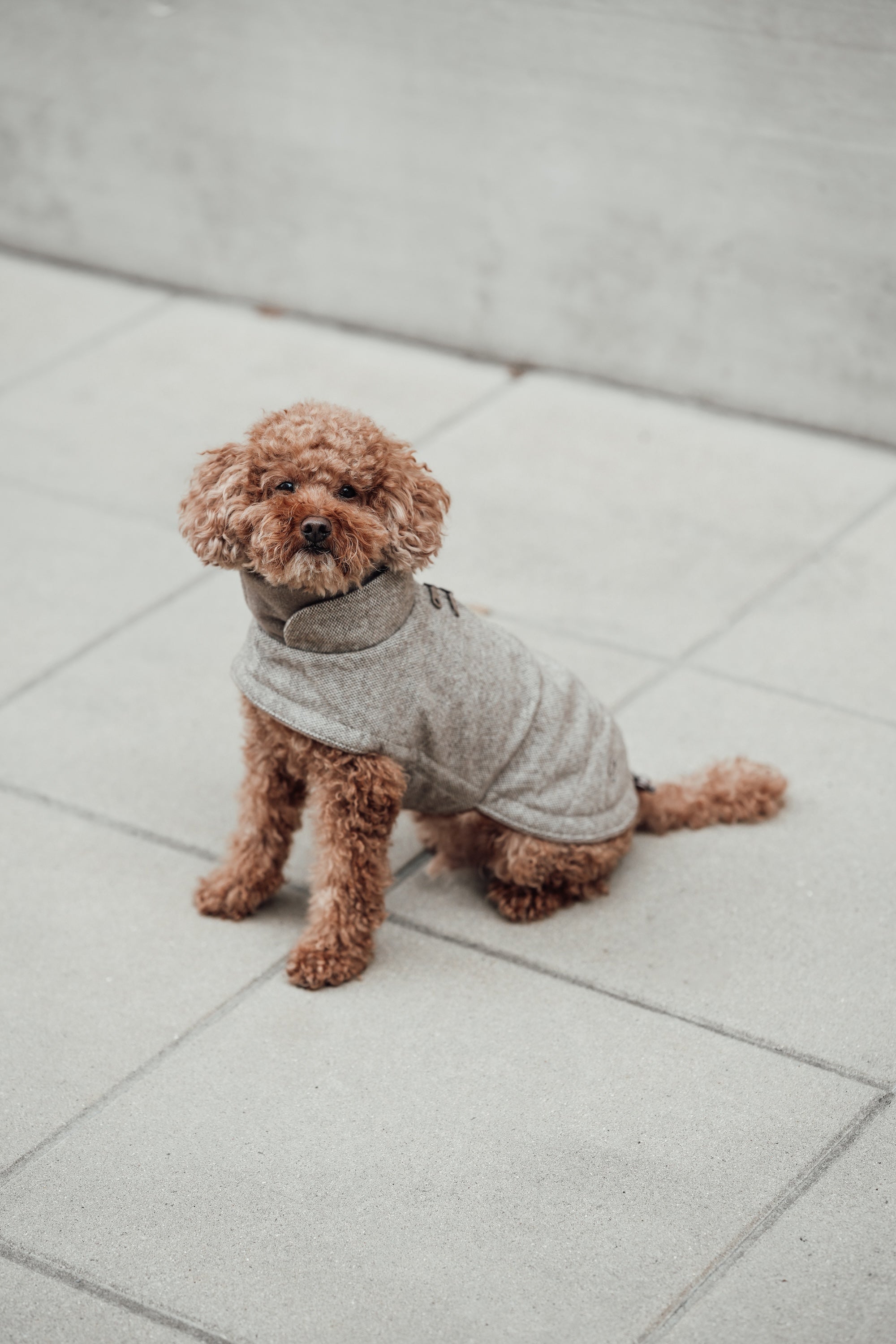 Cloud7 Hundemantel Brooklyn Tweed Beige LEVEY Pullover für Hunde Winter