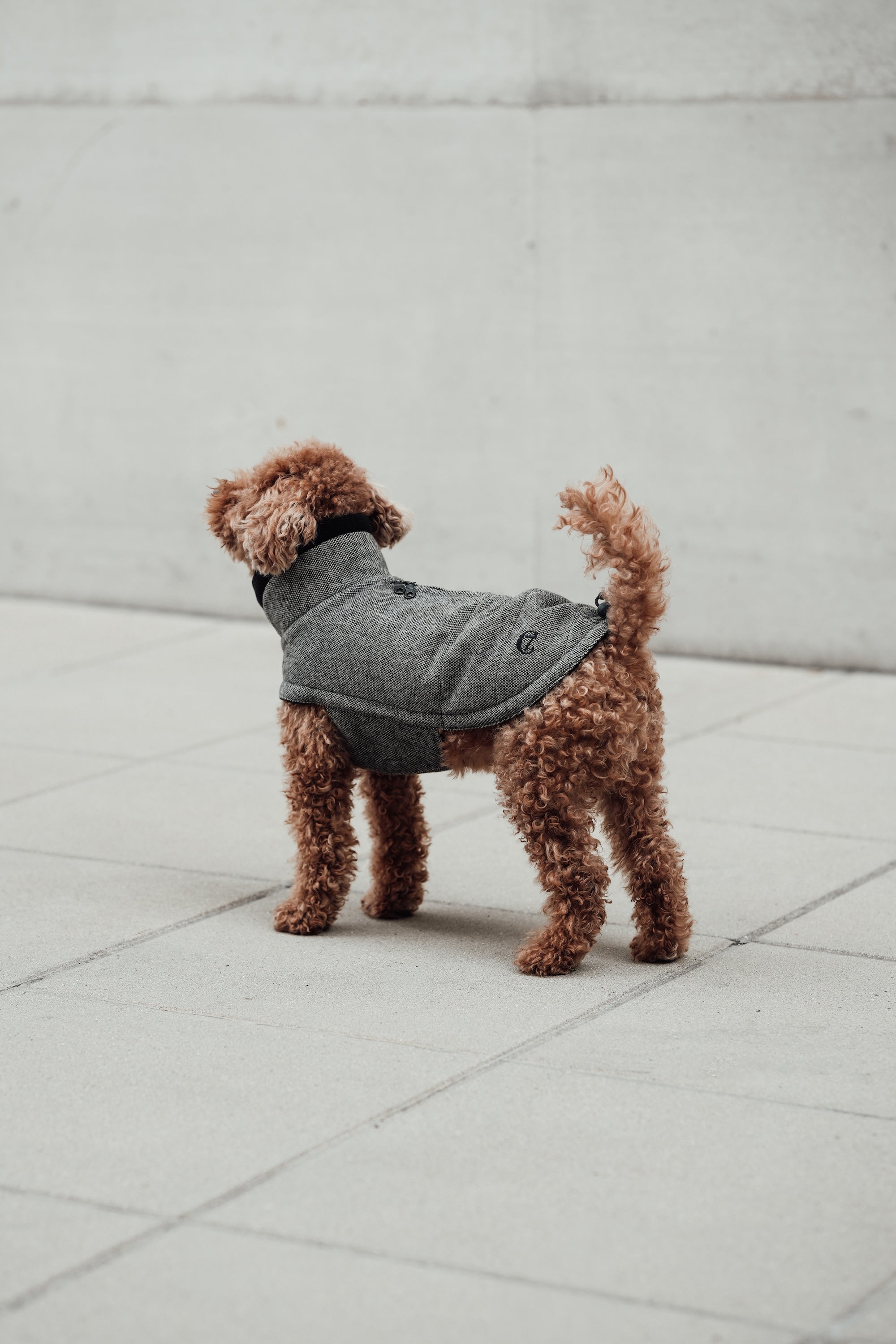 Cloud7 Hundemantel Brooklyn Tweed Black LEVEY Hundemantel Herbst Winter