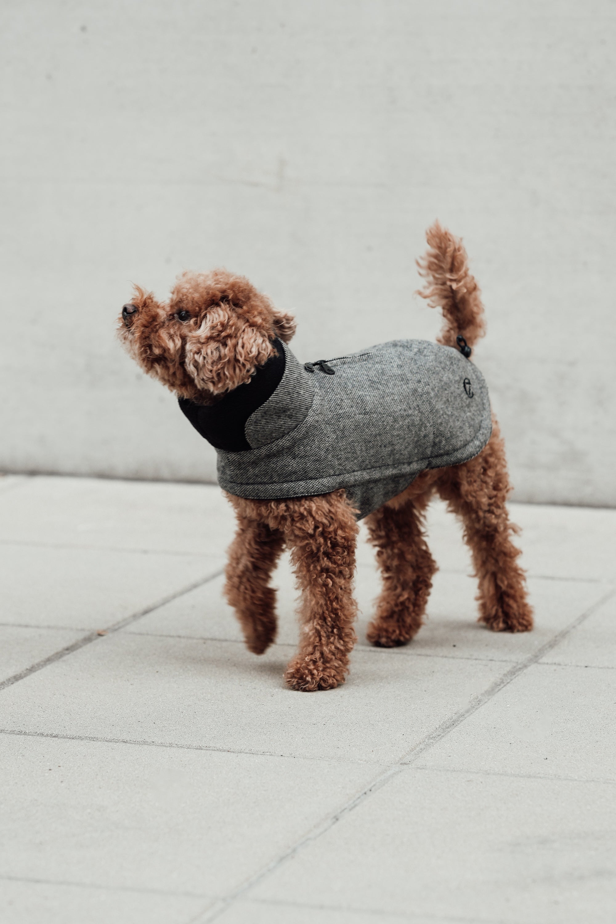 Cloud7 Hundemantel Brooklyn Tweed Black LEVEY Hundemantel Outdoor wasserabweisend