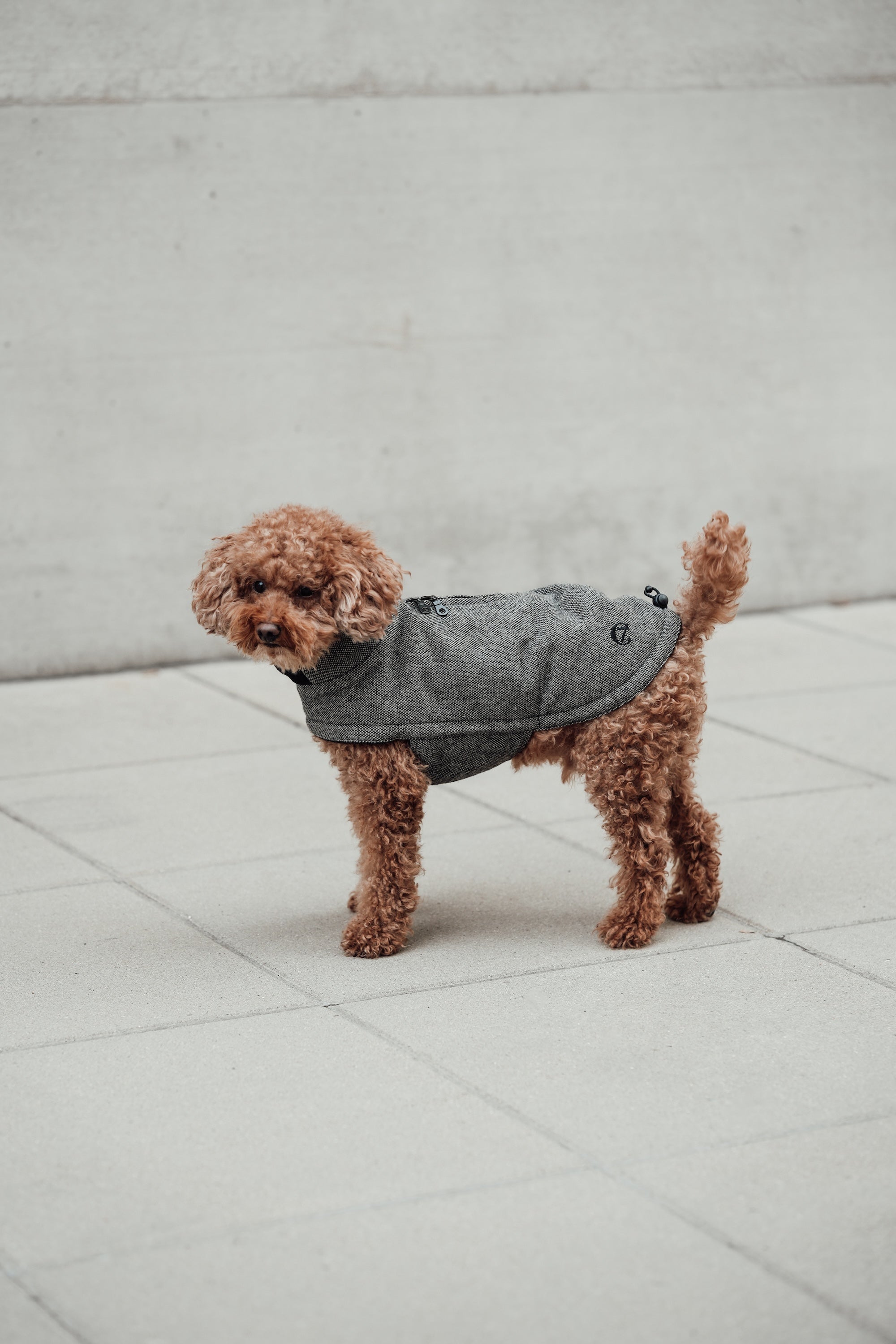 Cloud7 Hundemantel Brooklyn Tweed Black LEVEY Hundemantel wasserabweisend