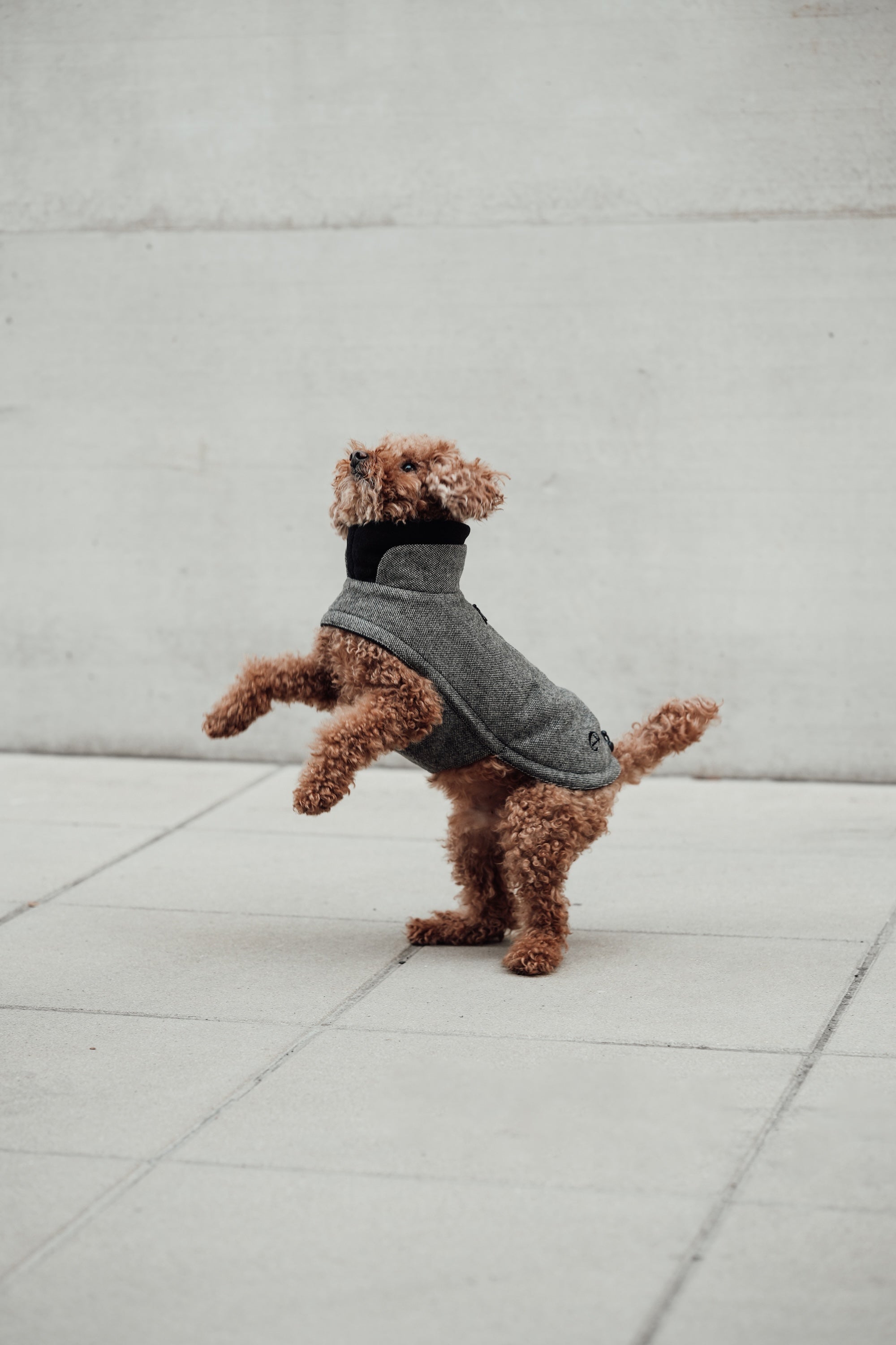 Cloud7 Hundemantel Brooklyn Tweed Black LEVEY Hundepullover Herbst Winter