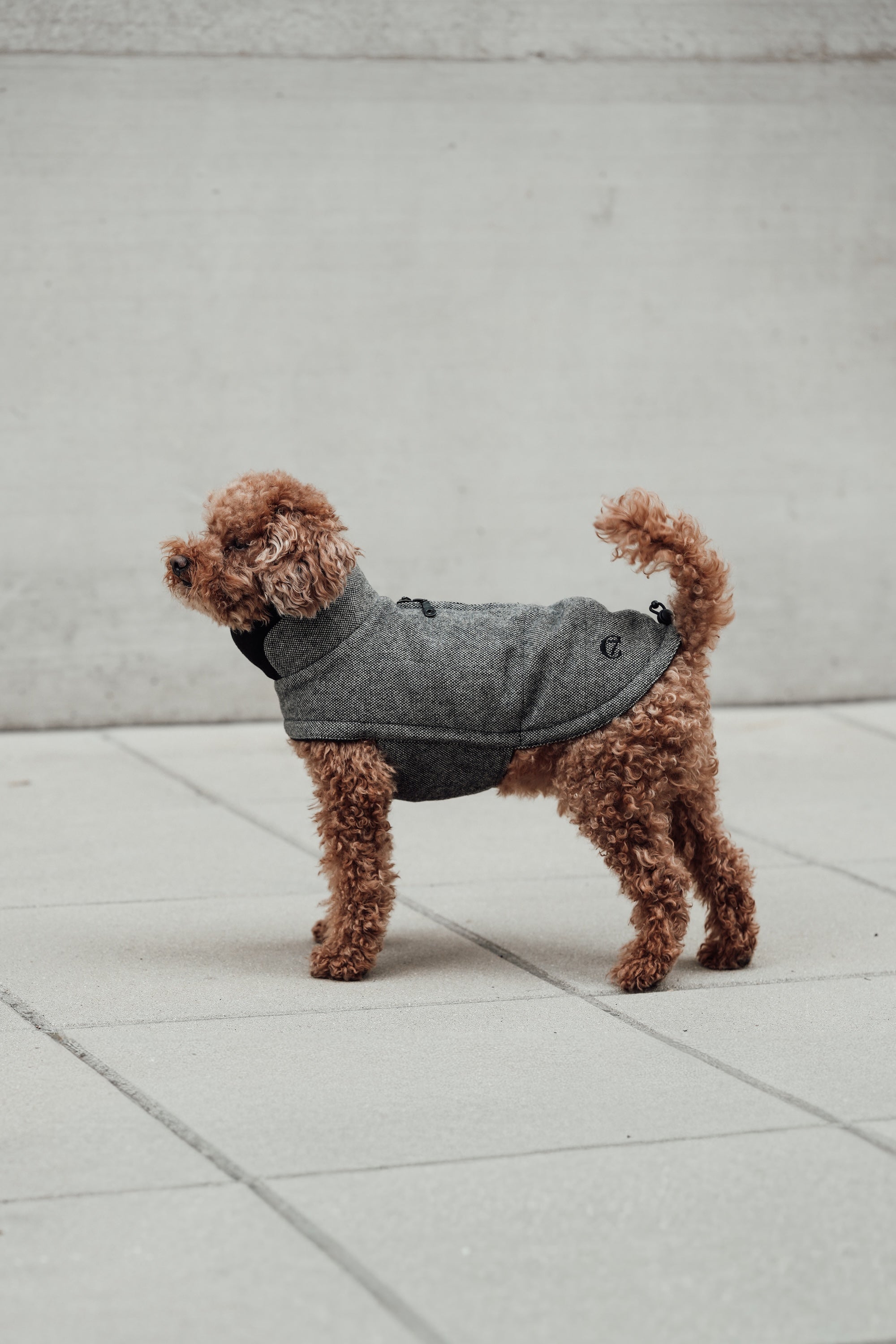 Cloud7 Hundemantel Brooklyn Tweed Black LEVEY Hundepullover warm wasserabweisend