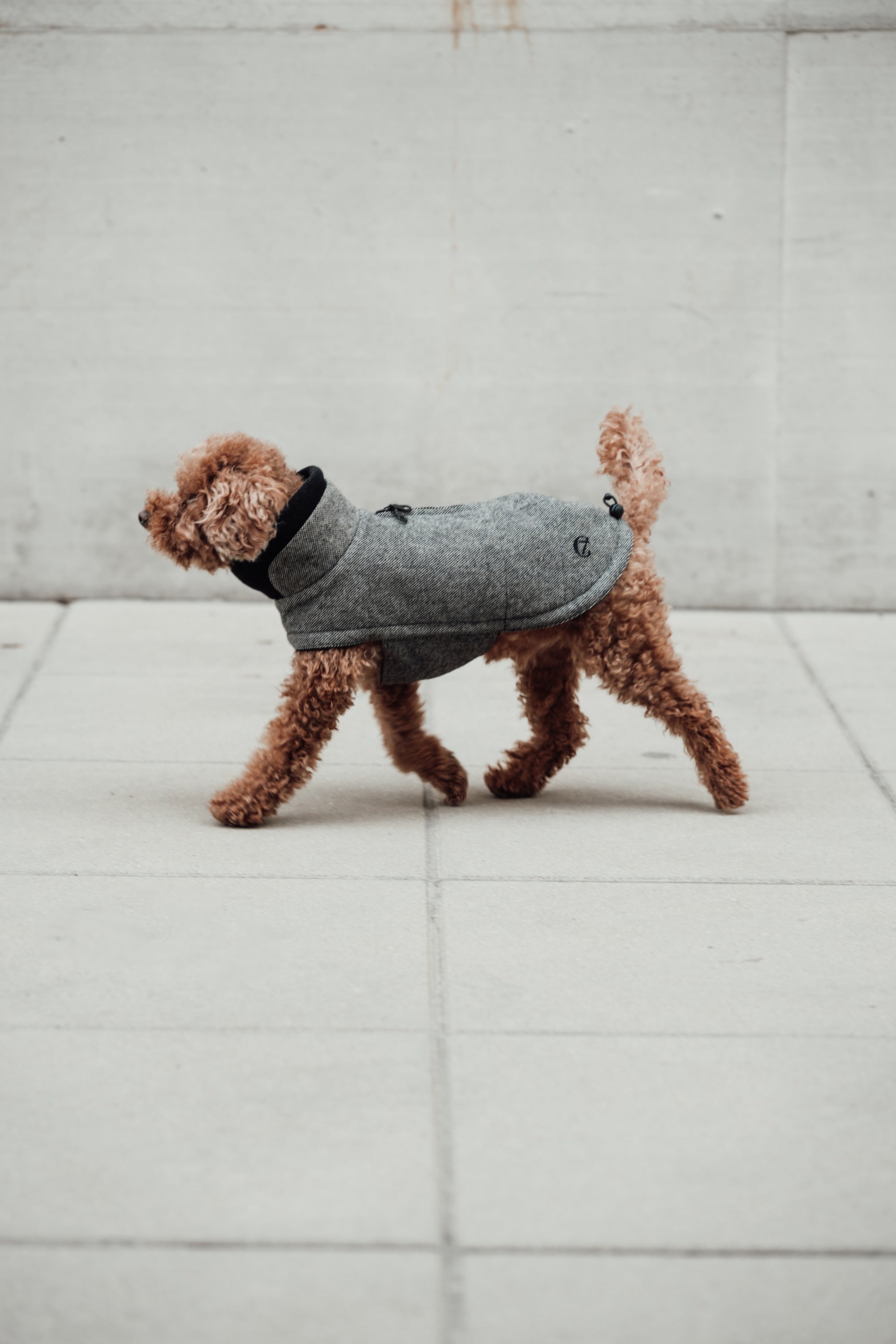 Cloud7 Hundemantel Brooklyn Tweed Black LEVEY Hundepullover wasserabweisend