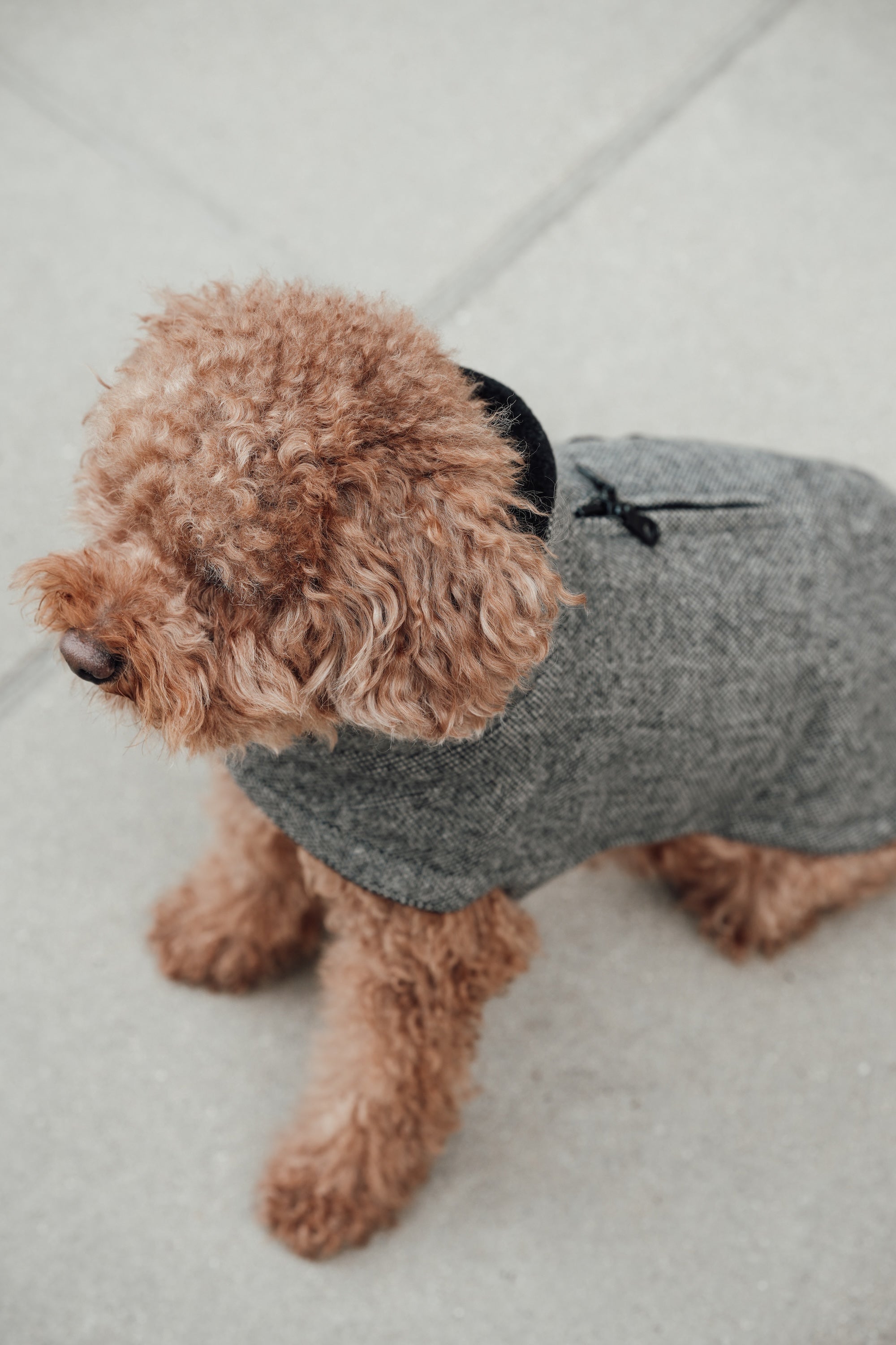 Cloud7 Hundemantel Brooklyn Tweed Black LEVEY Hundewintermantel wasserdicht