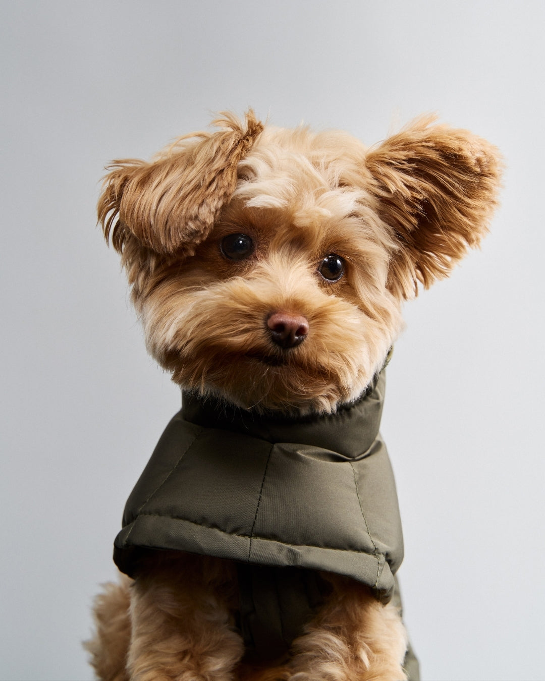Cloud7 Hundemantel Winter Everest Light Olive Wintermantel für Hunde wasserabweisend