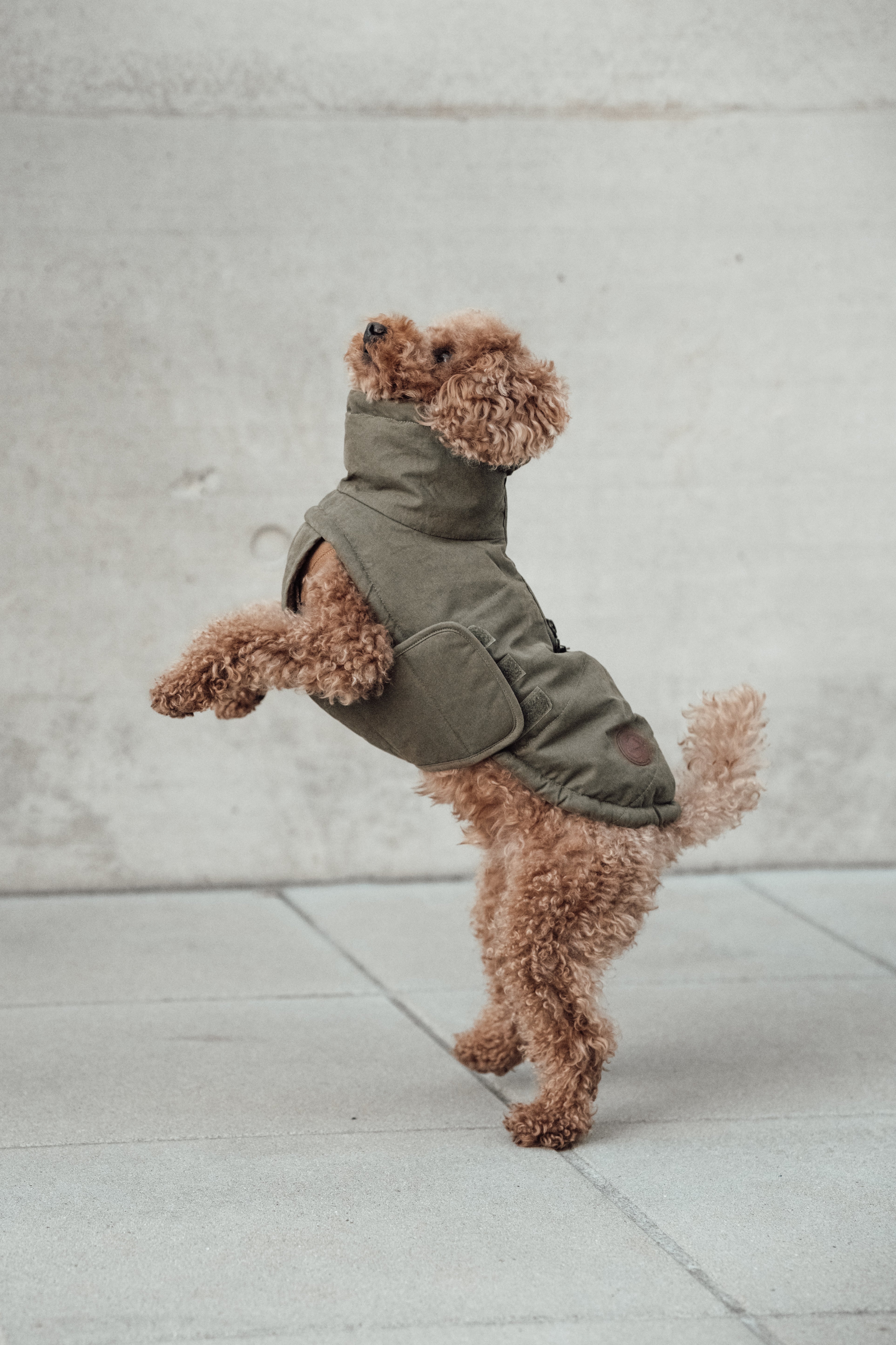 Cloud7 Hundemantel Winter Yukon Teddy Khaki Hundewintermantel mit Bauchschutz