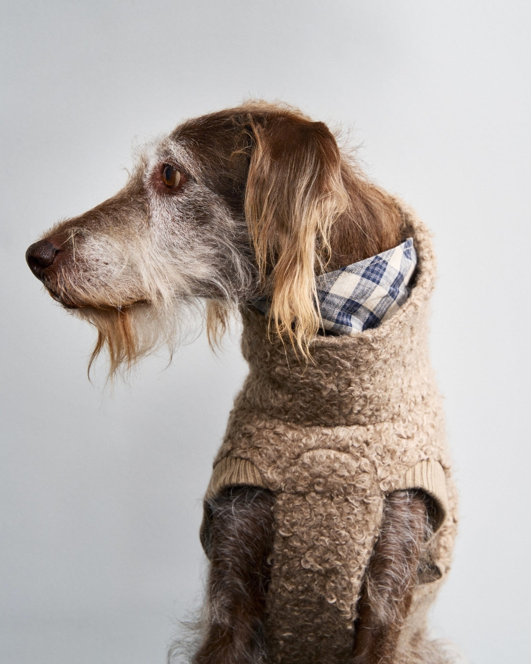 Cloud7 Hundepullover Gotland Sandy Brown Hundewintermantel Teddyplüsch