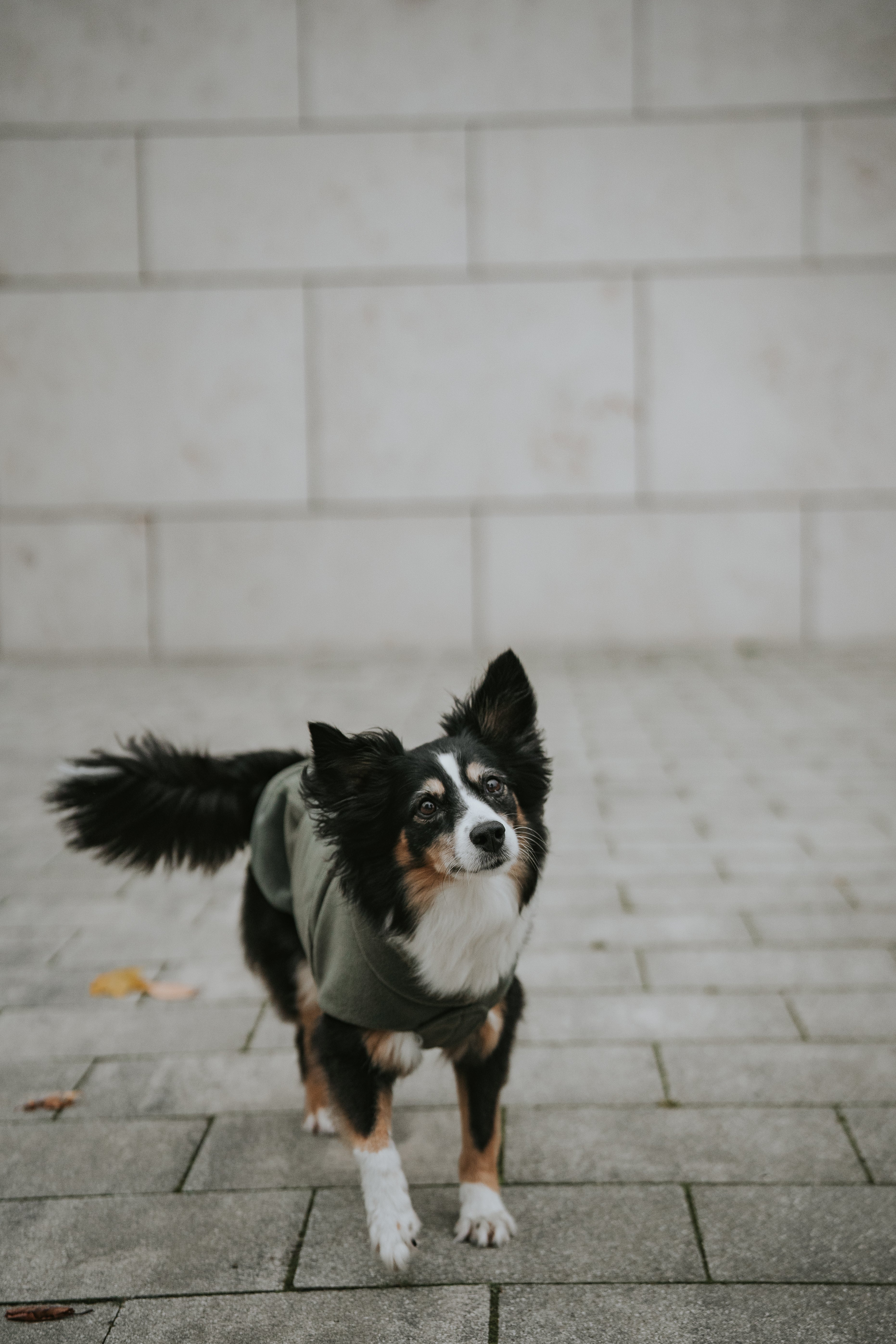 Cloud7 Hundepullover Fleece Derby Khaki Hundemantel Winter wärmend Bauchschutz