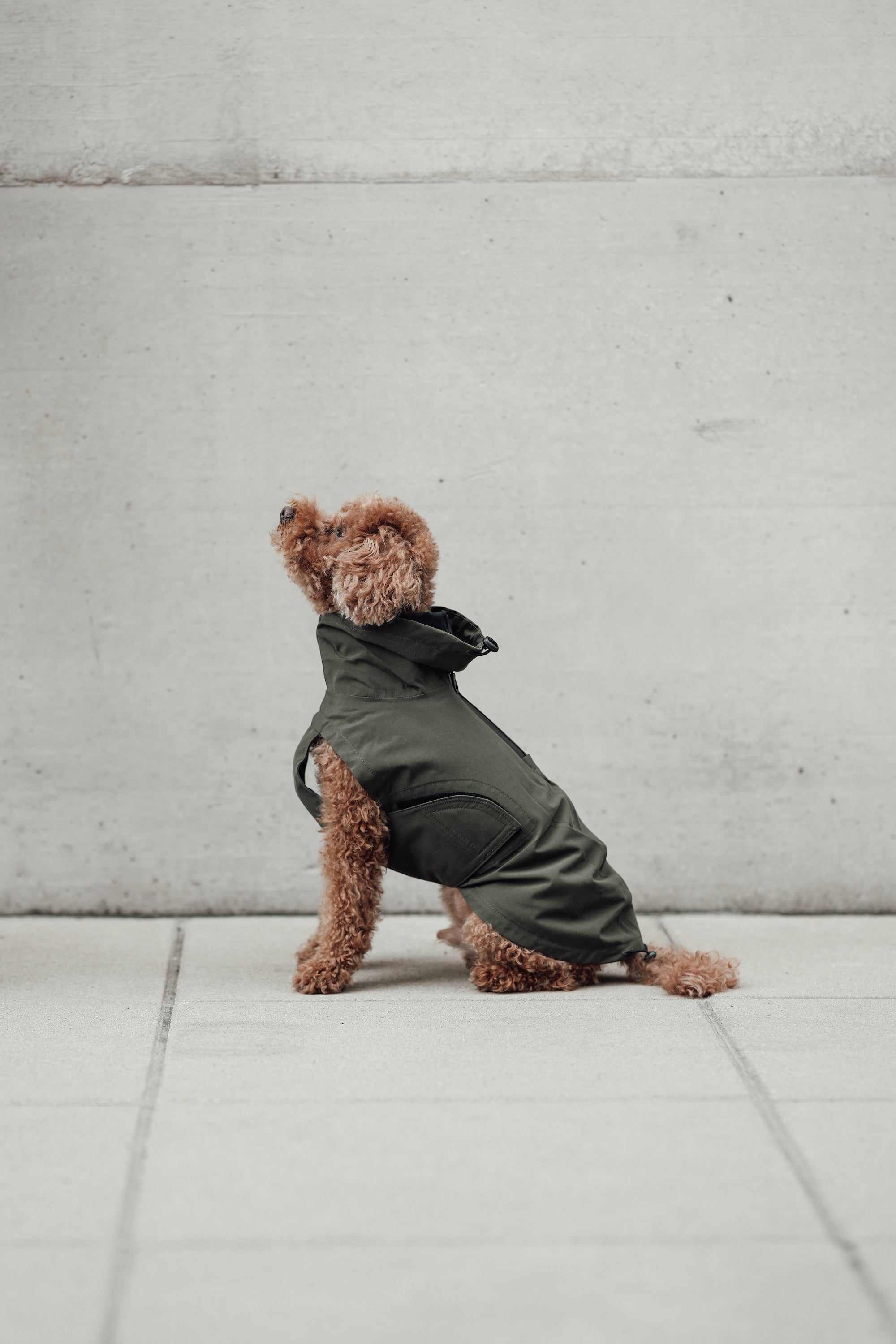 Cloud7 Hunderegenmantel Dublin Dark Olive Regenmantel für Hunde Hunderegenmantel Dackel
