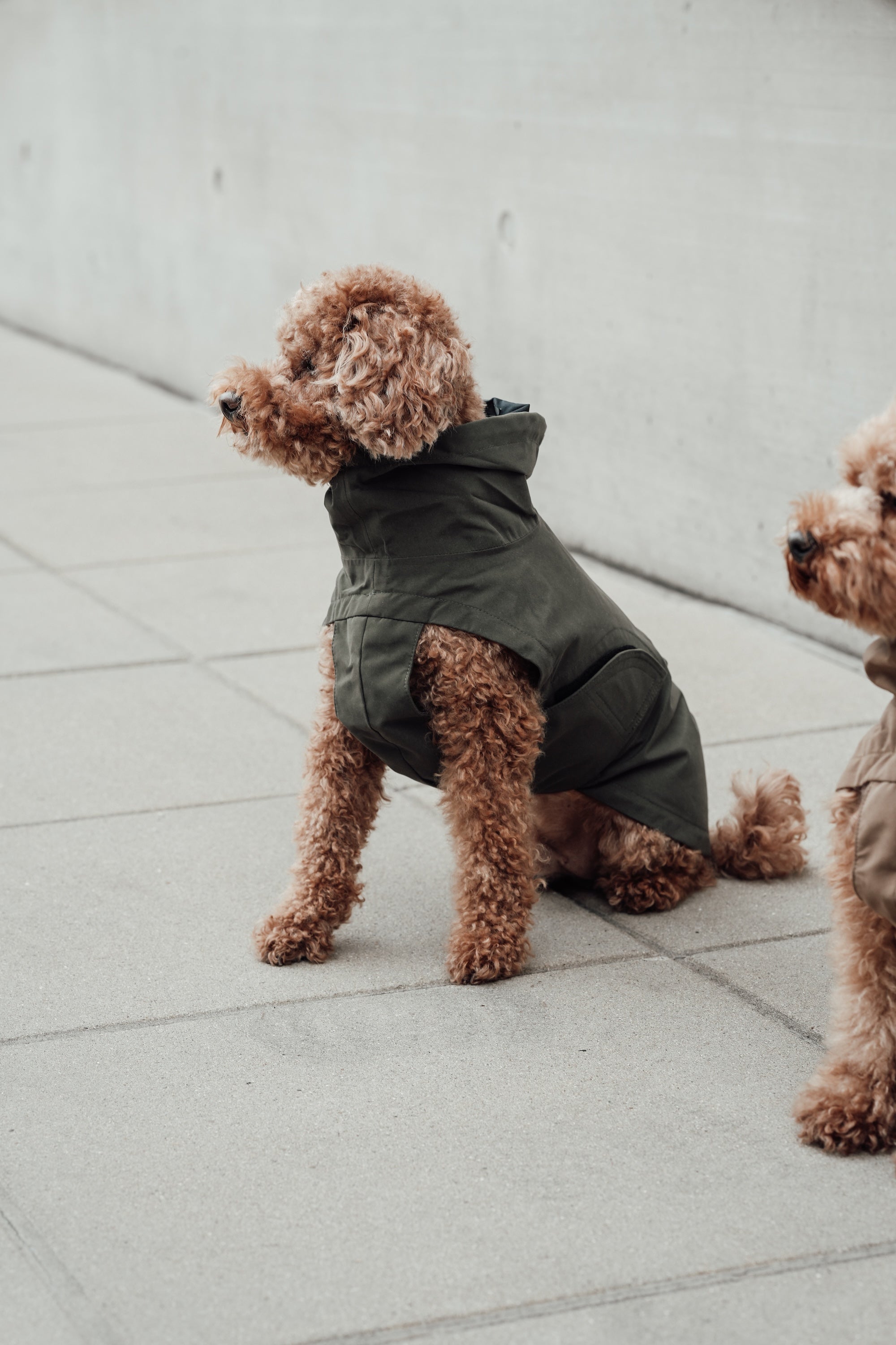 Cloud7 Hunderegenmantel Dublin Dark Olive Regenmantel für Hunde Hunderegenmantel verstellbar