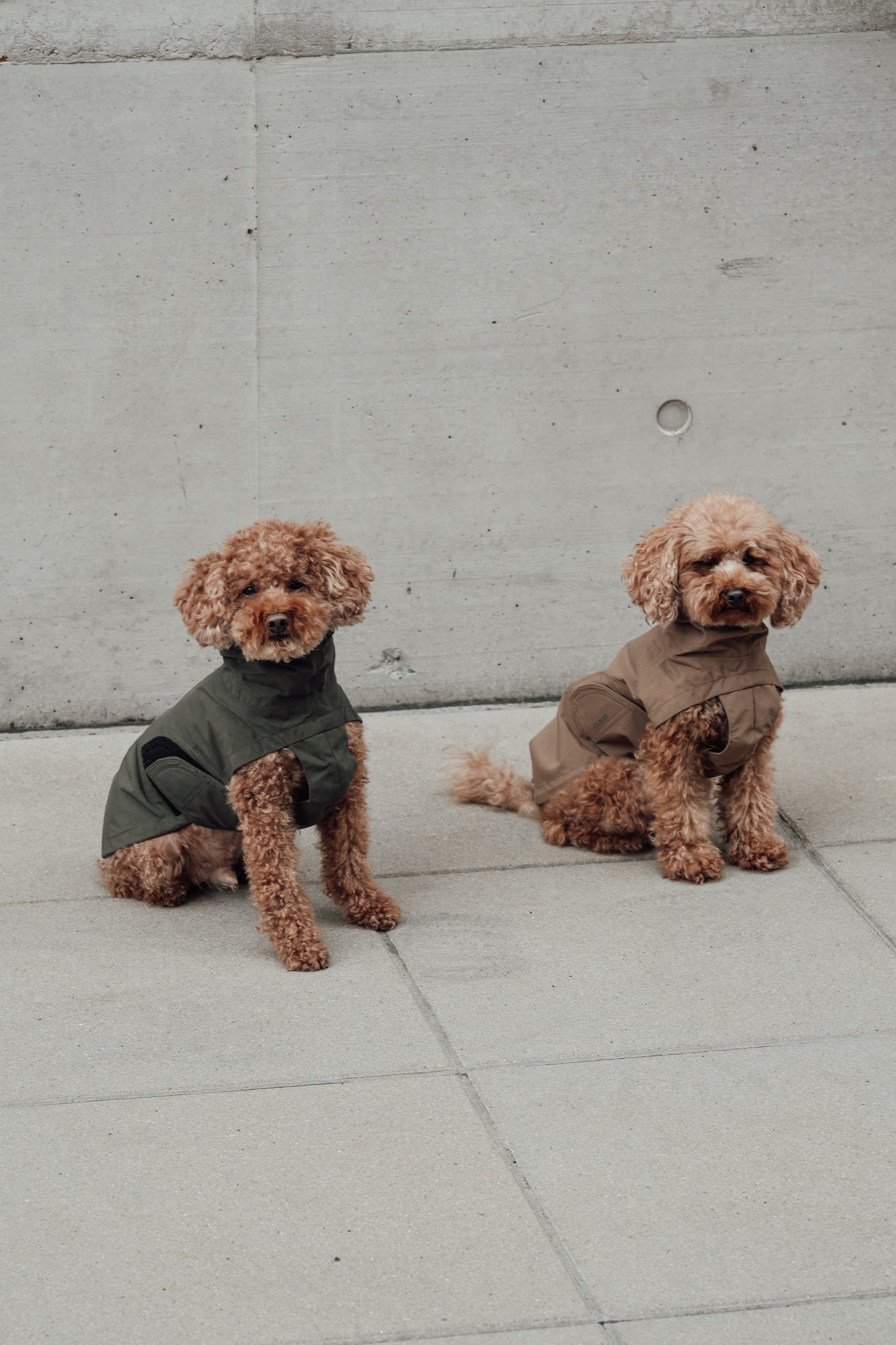 Cloud7 Hunderegenmantel Dublin Dark Olive Regenmantel für Hunde Hunderegenmantel wasserabweisend