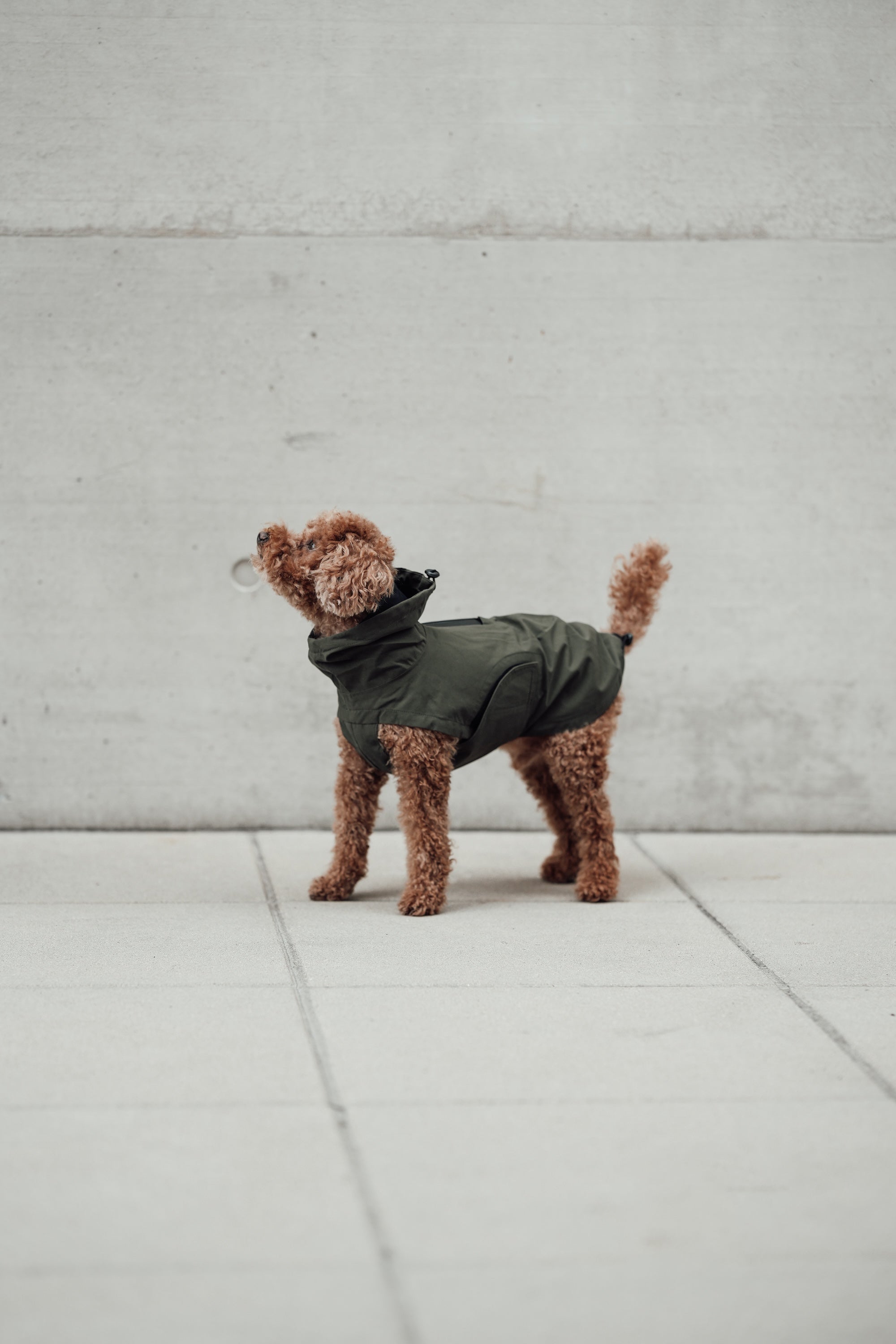 Cloud7 Hunderegenmantel Dublin Dark Olive Regenmantel für Hunde Hunderegenmantel wasserdicht warm