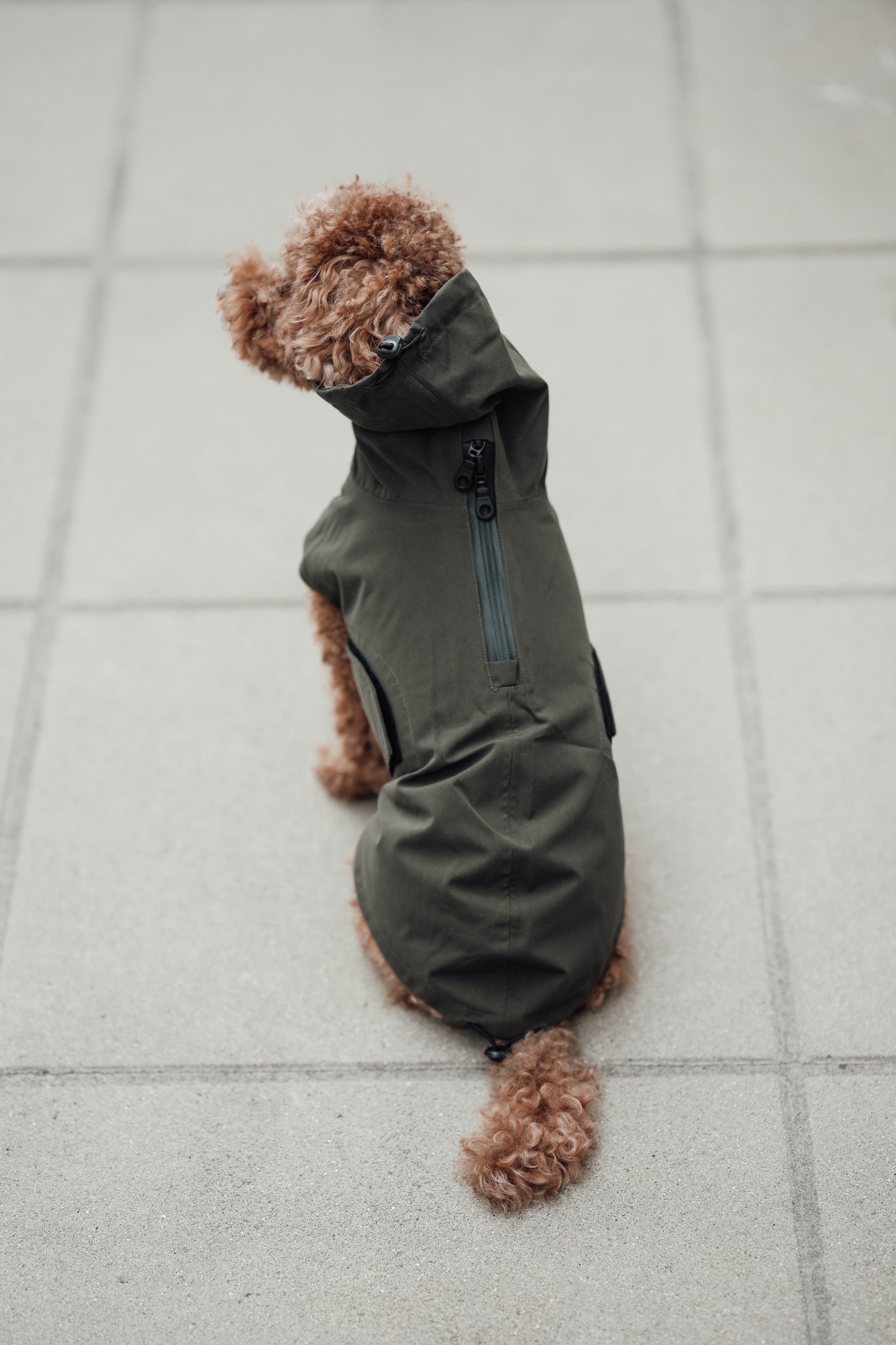 Cloud7 Hunderegenmantel Dublin Dark Olive Regenmantel für Hunde Regenmantel für kleine Hunde