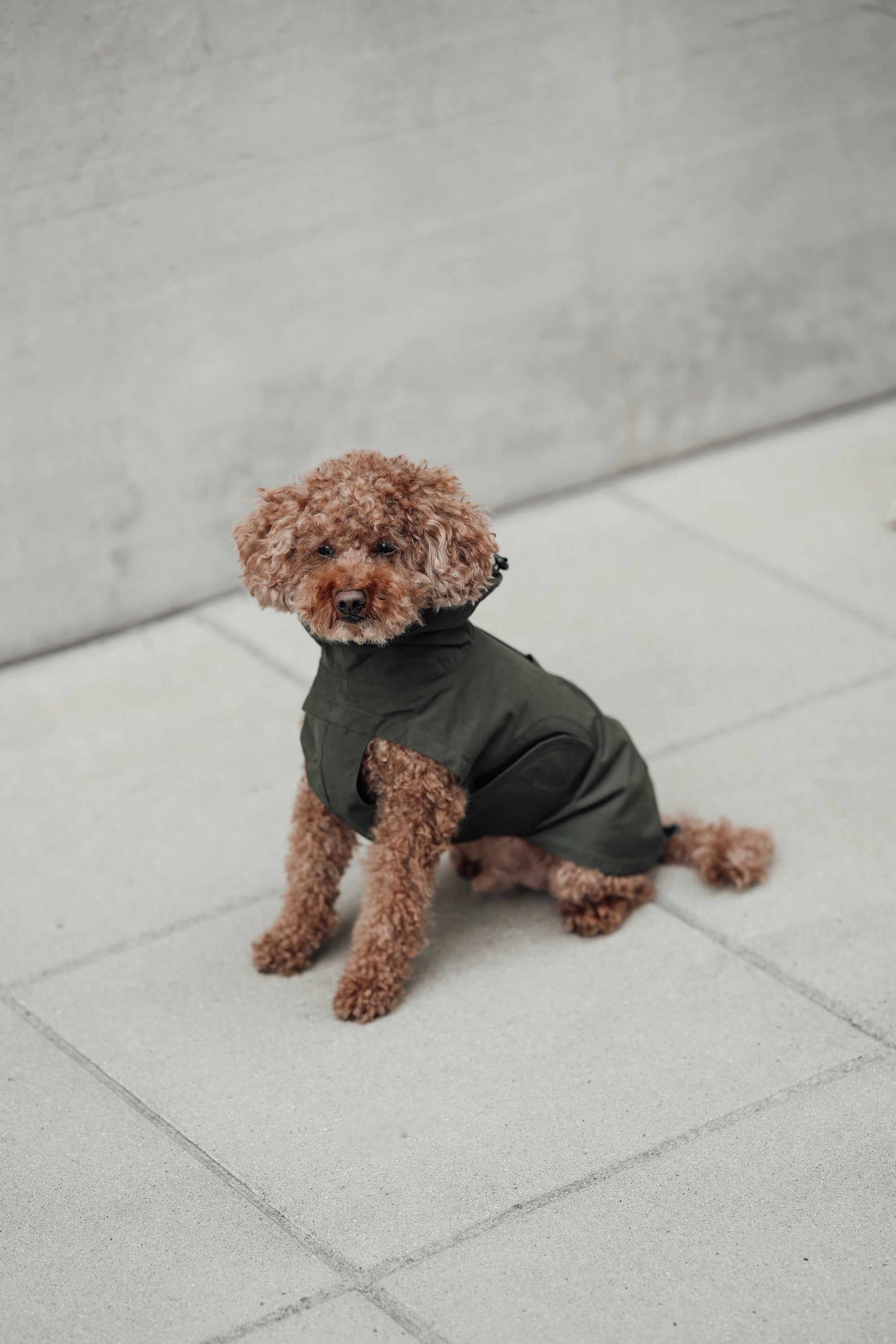 Cloud7 Hunderegenmantel Dublin Dark Olive Regenmantel für Hunde Regenmantel Hund