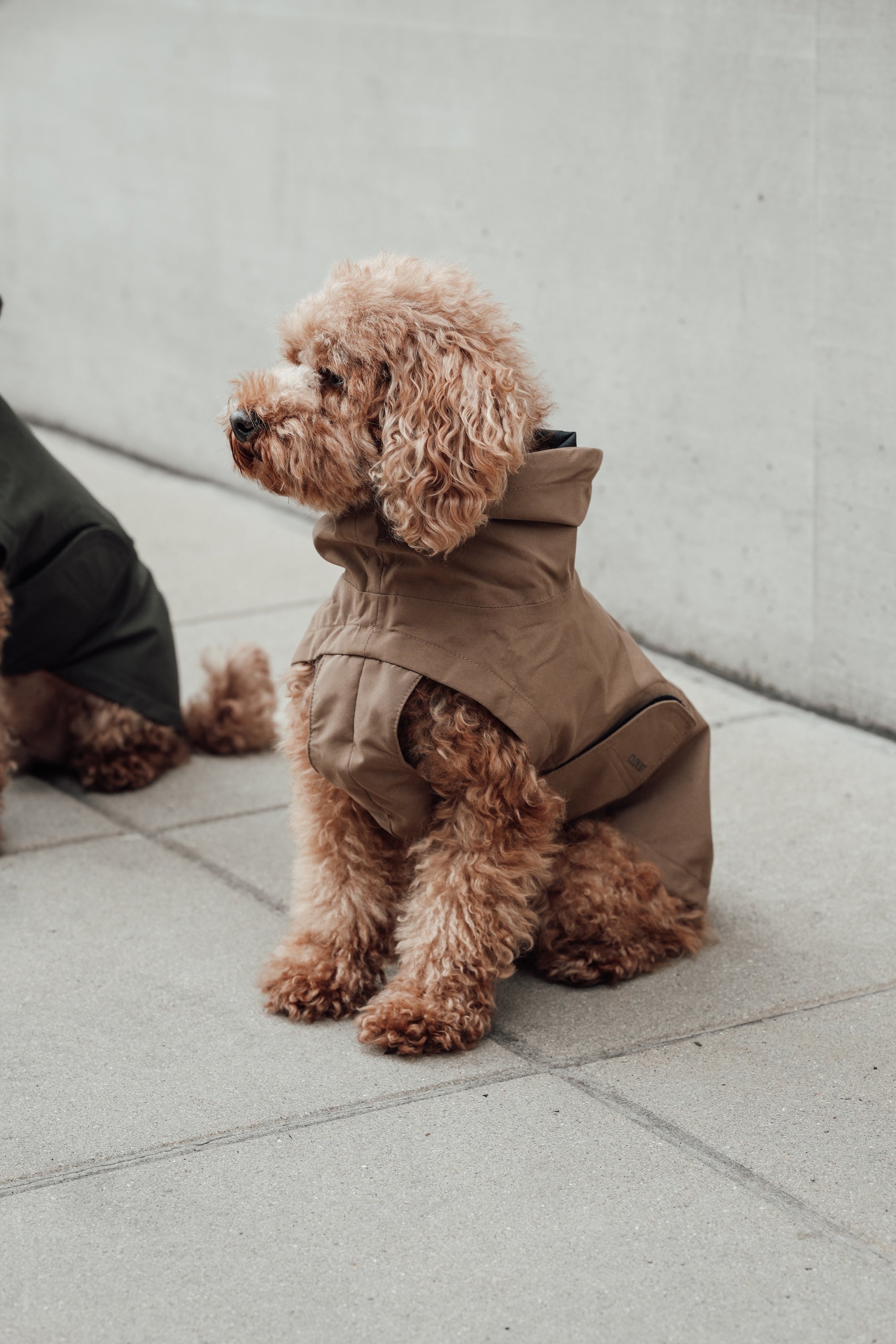 Cloud7 Hunderegenmantel Dublin Sandy Brown Regenmantel für Hunde